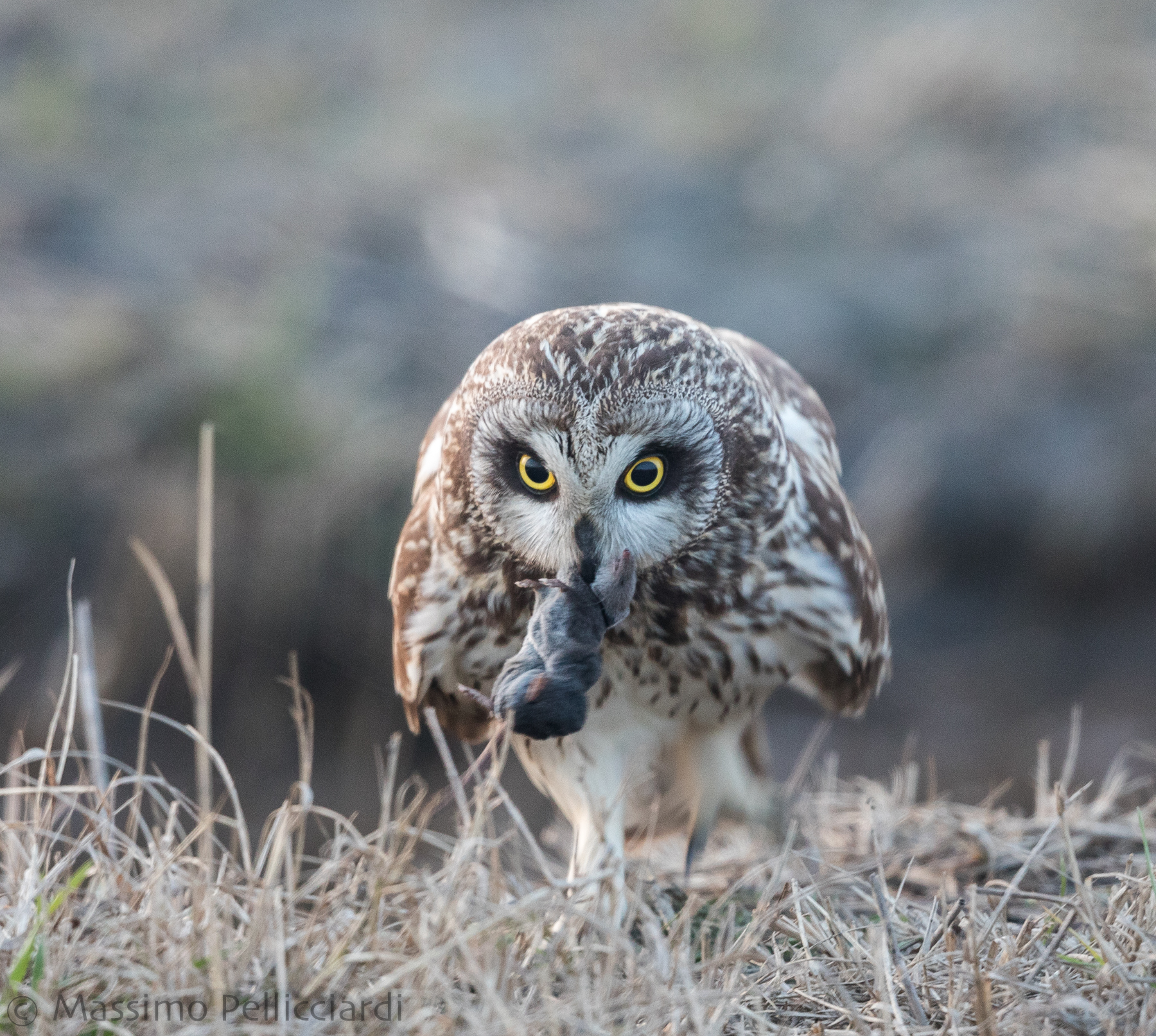 Gufo di palude con roditore