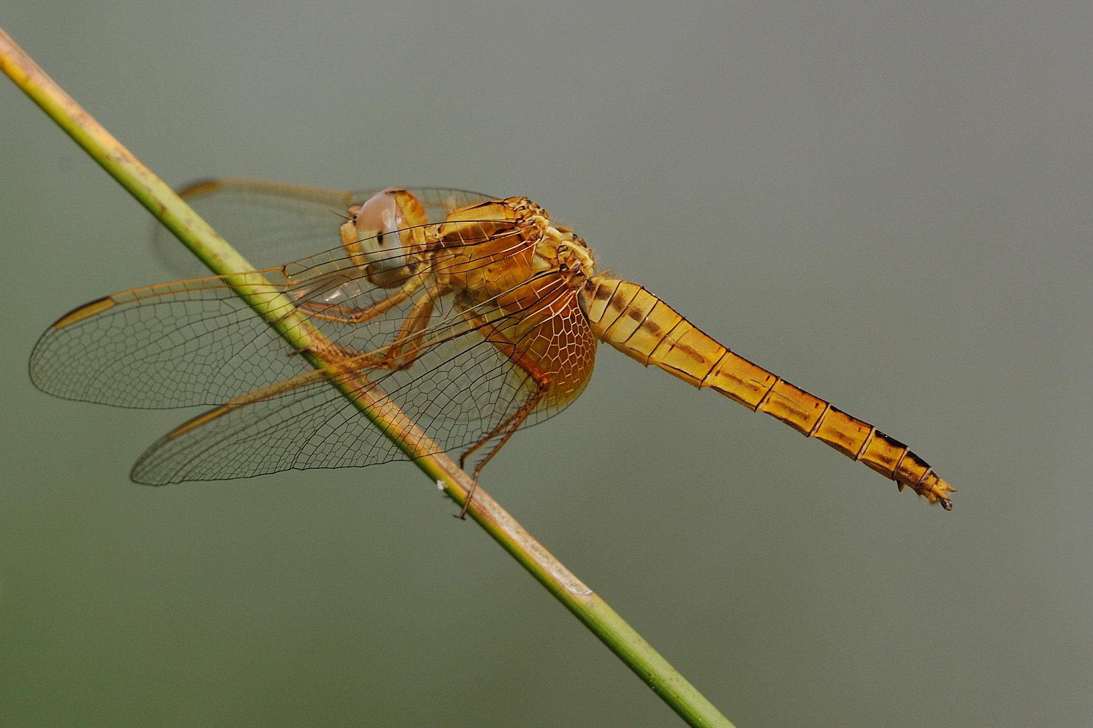 Crocothemis erythraea