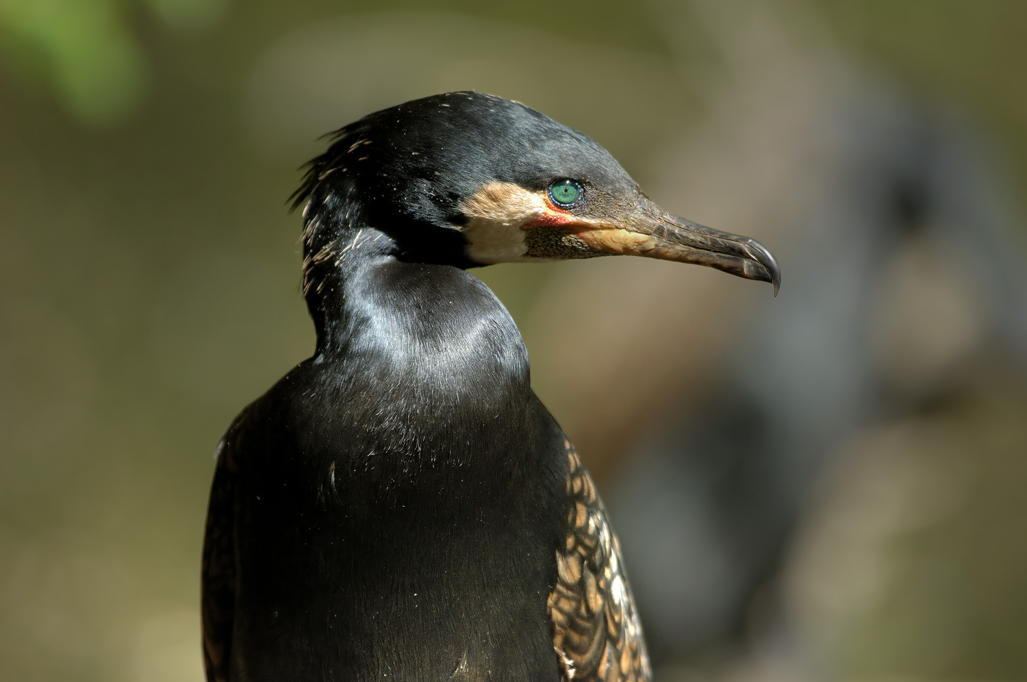 cormorano