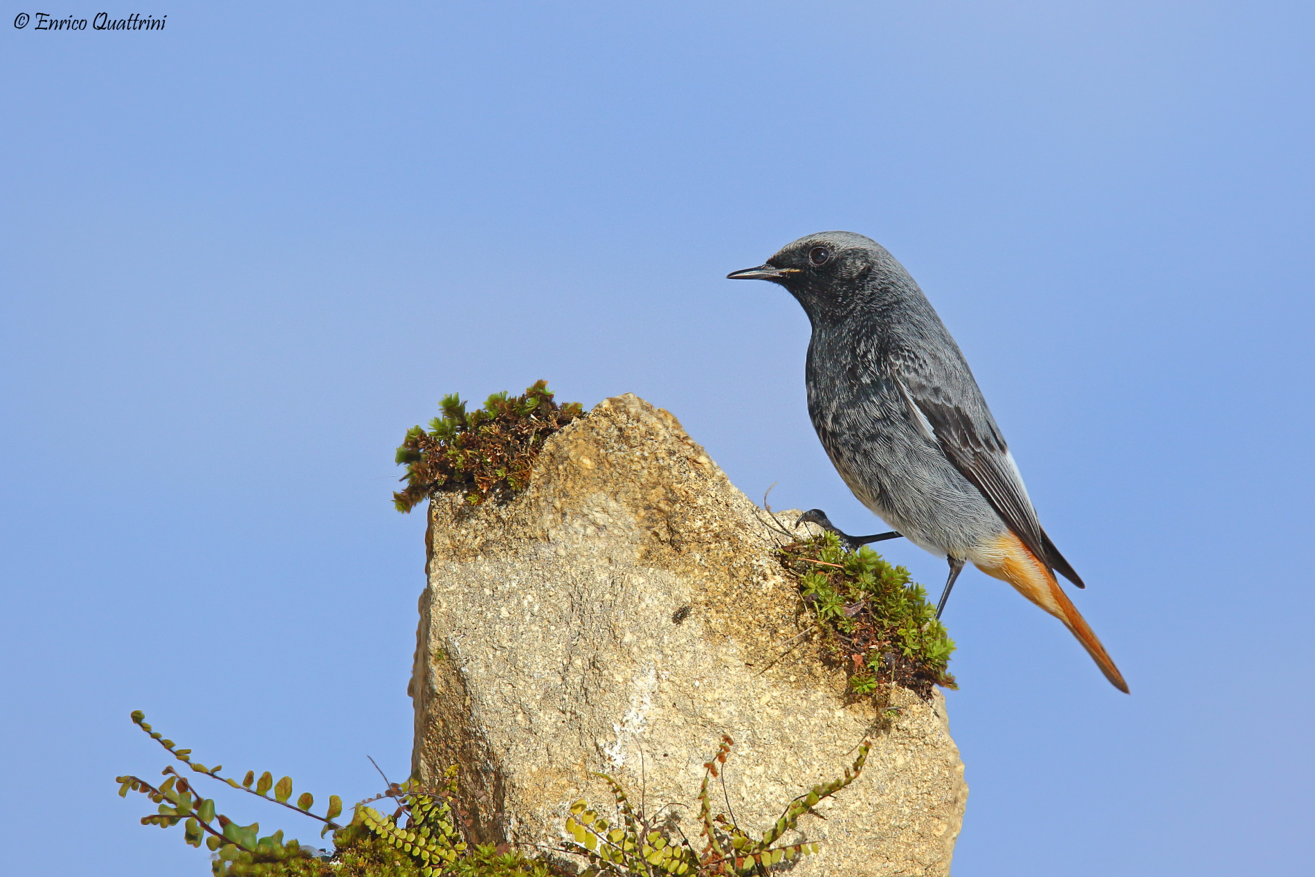 Redstart chimney sweep