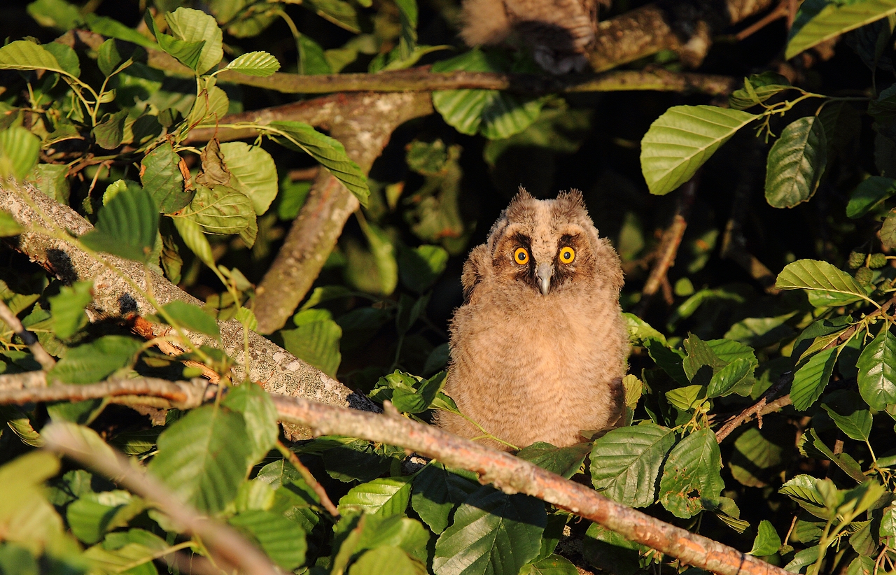hibou moyen duc jeune