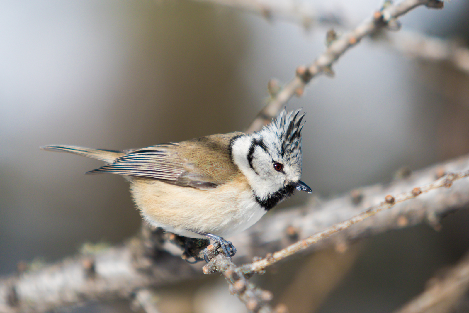 Great Tit by the tuft