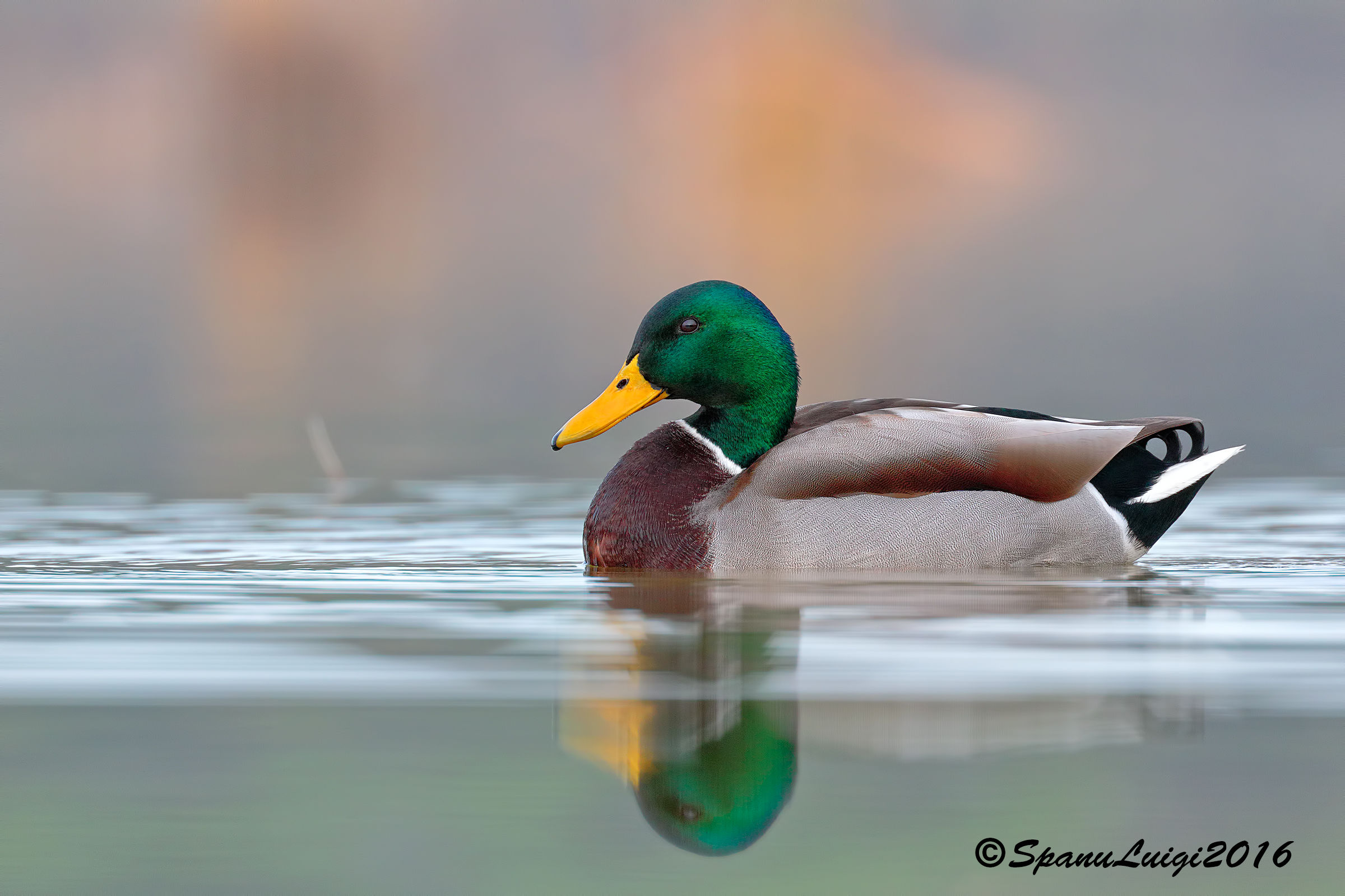 Mallard