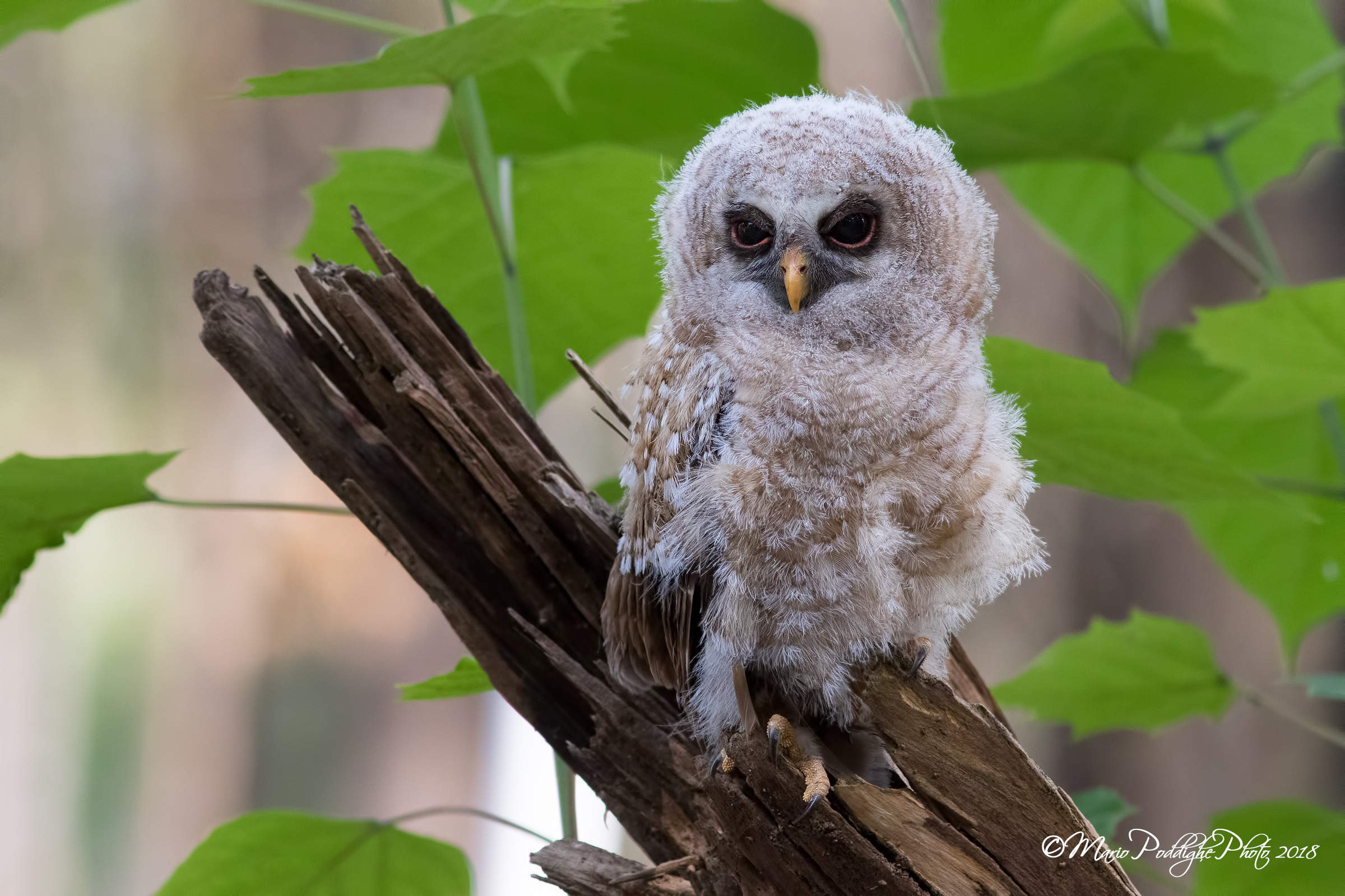 Oyufu (tawny owl)