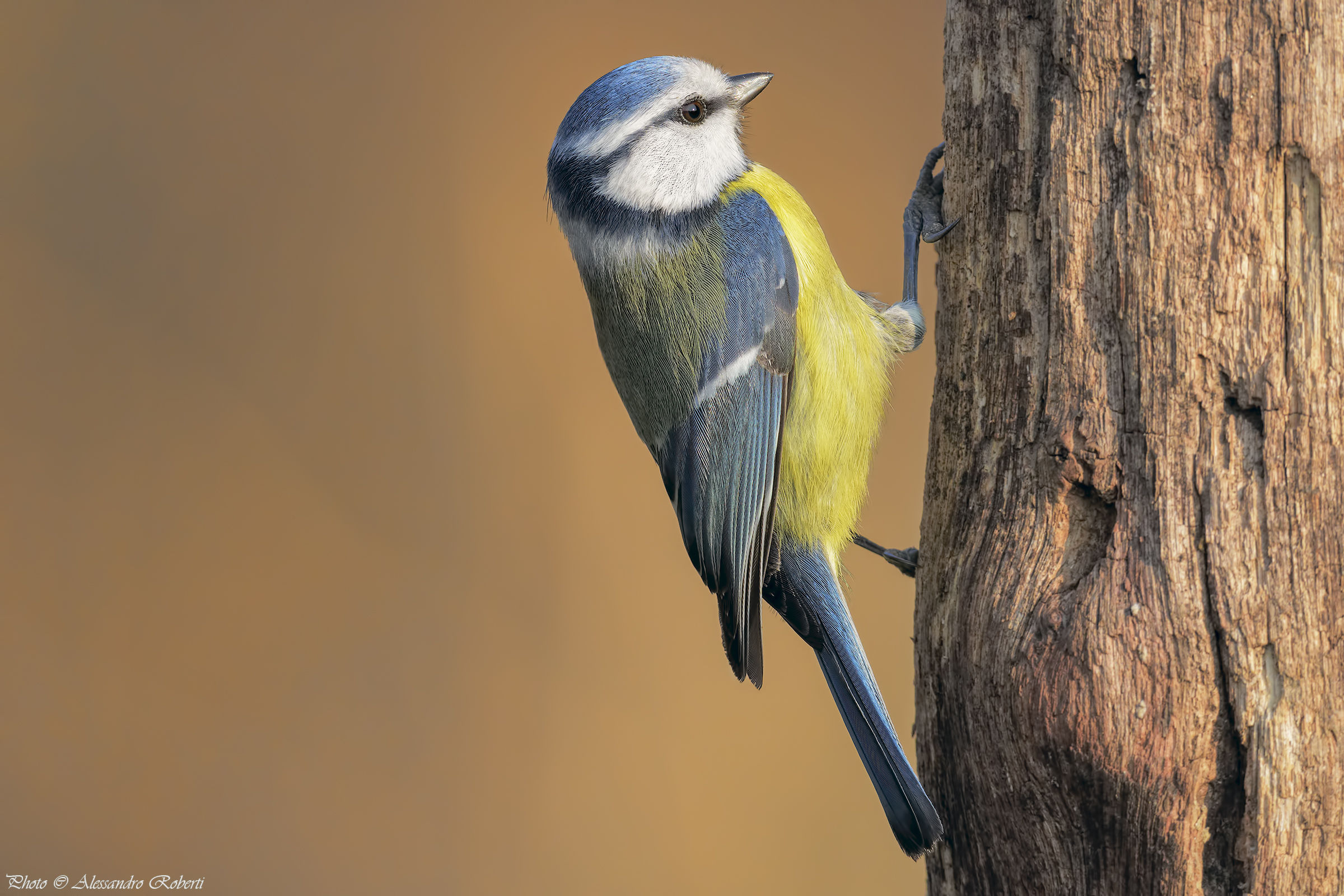Cinciarella ( Cyanistes caeruleus )