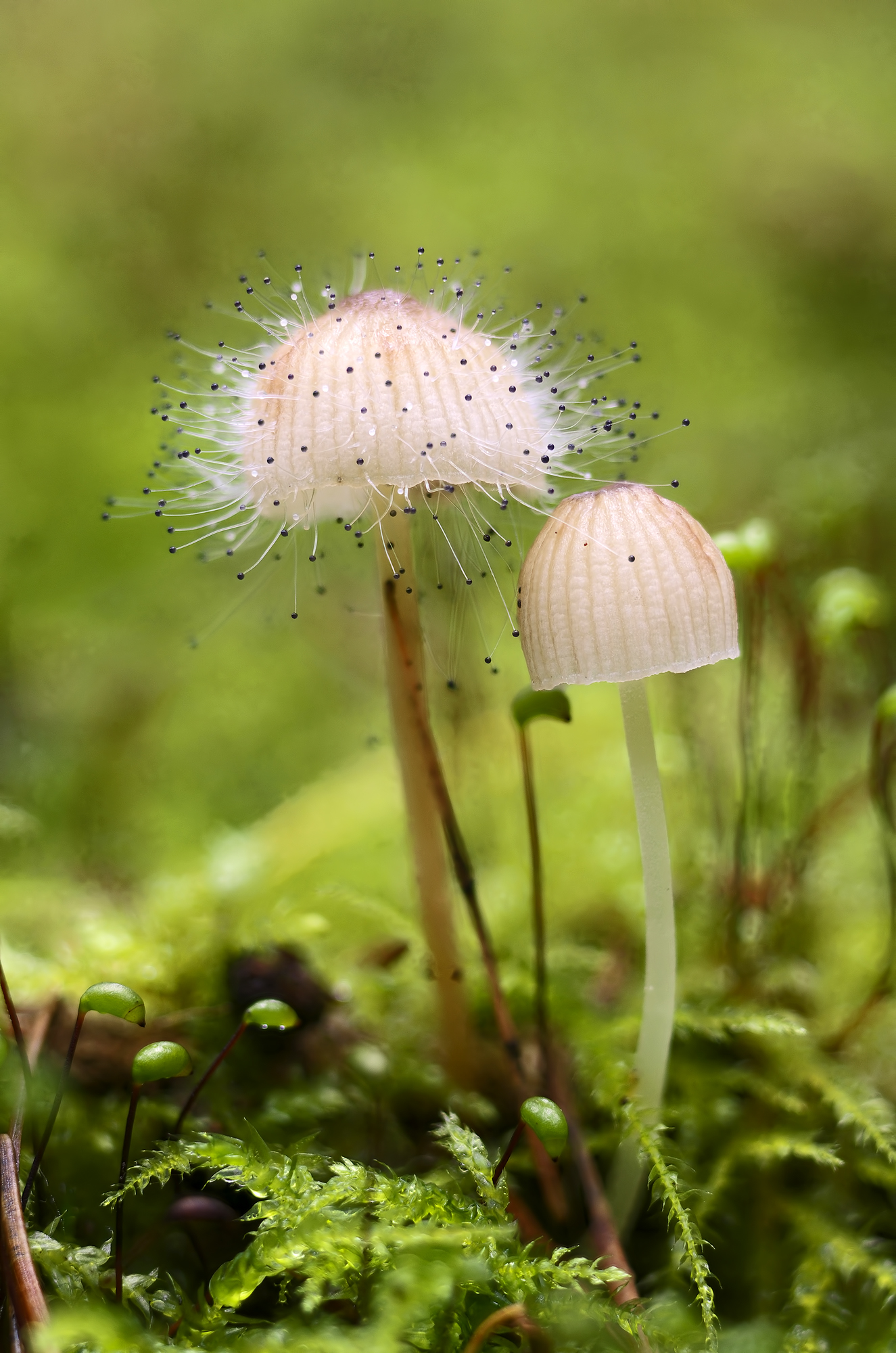 In my magical wood I