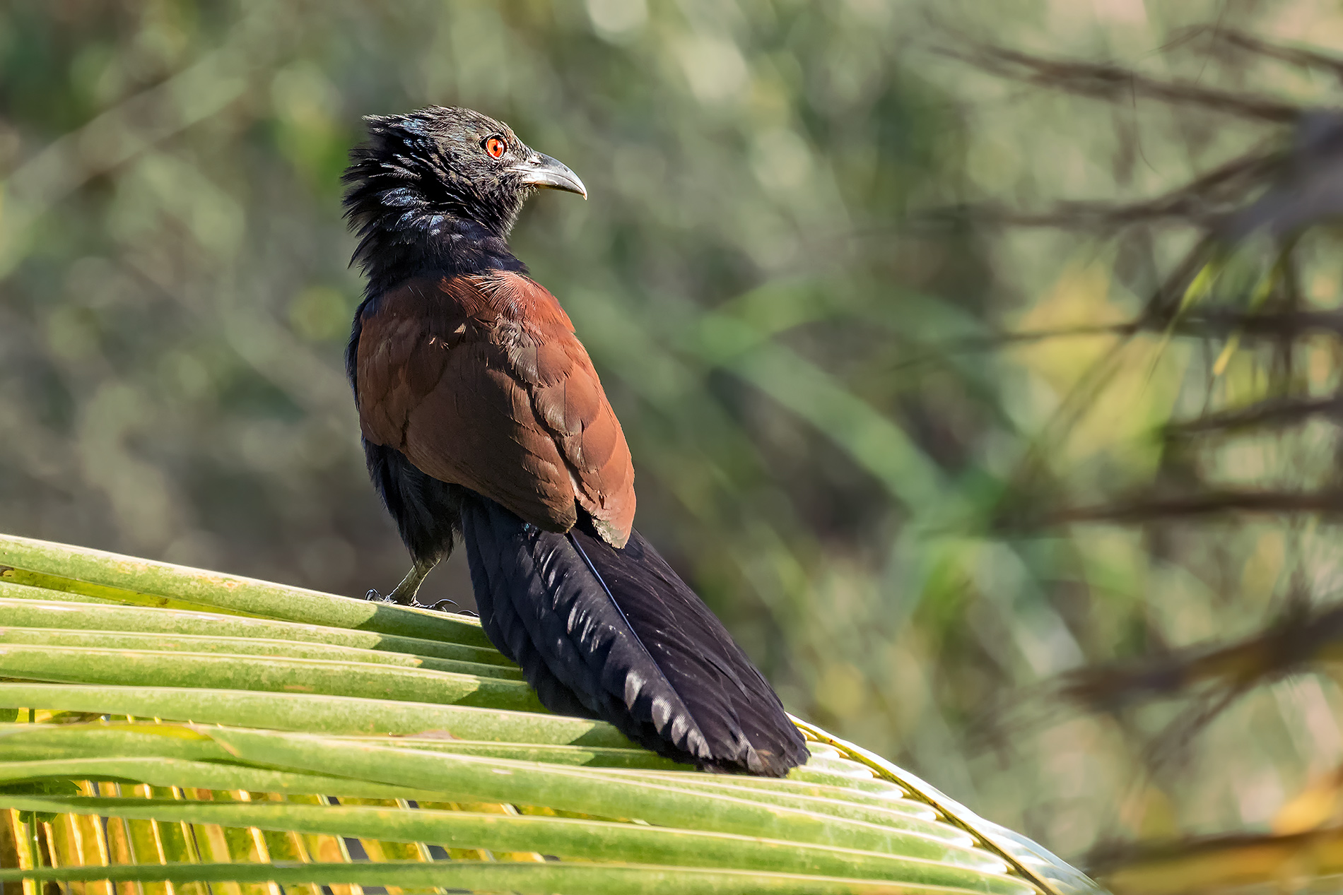 Southern coucal