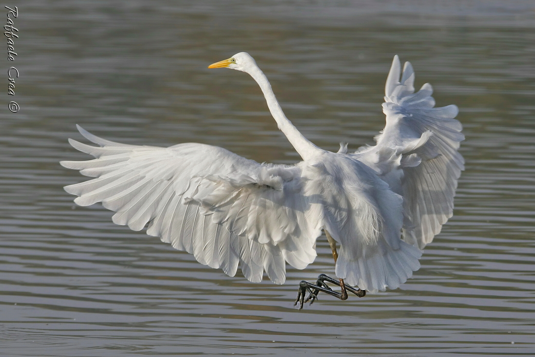 Airone Bianco Maggiore
