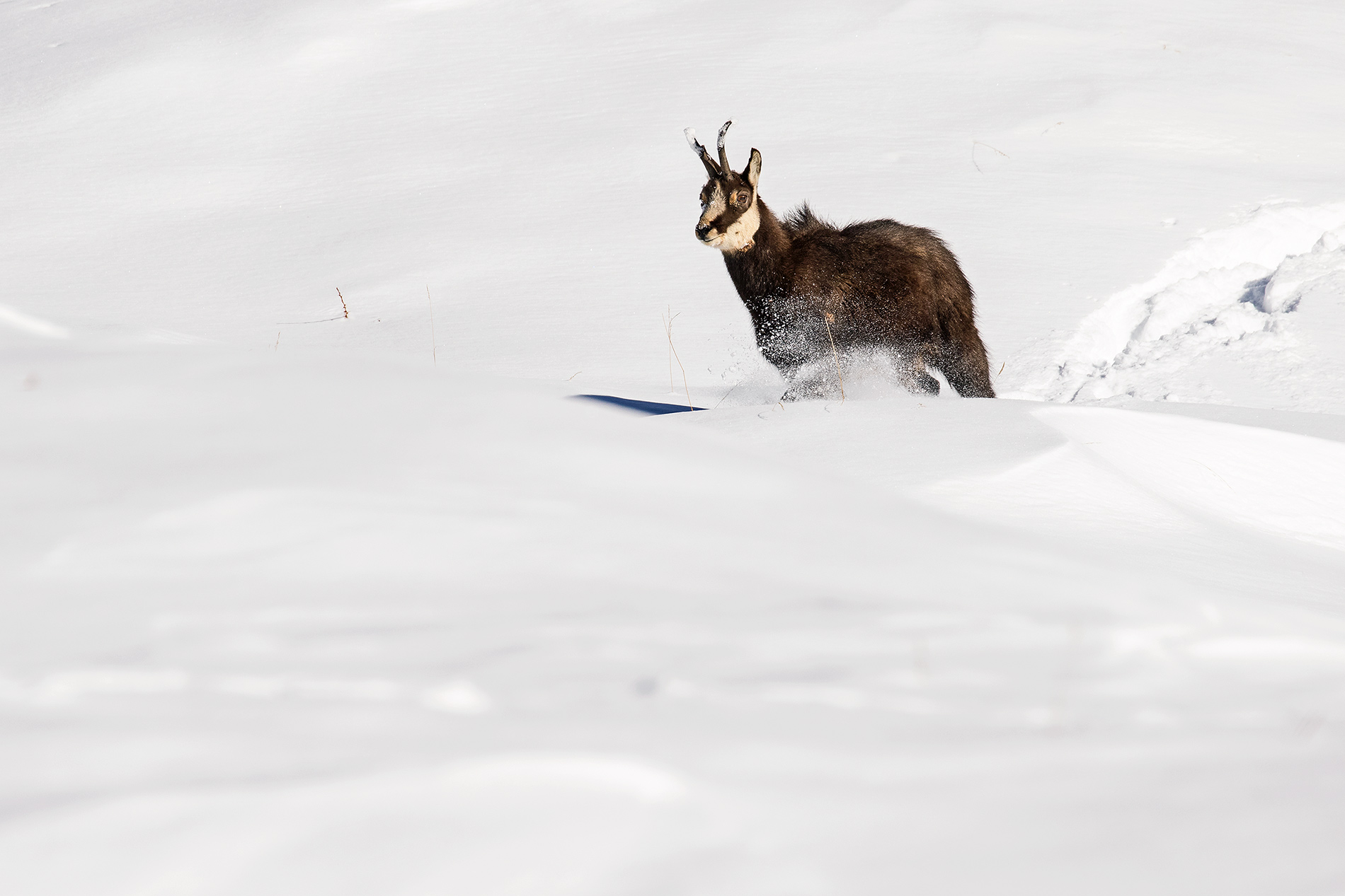 slowly in the fresh snow