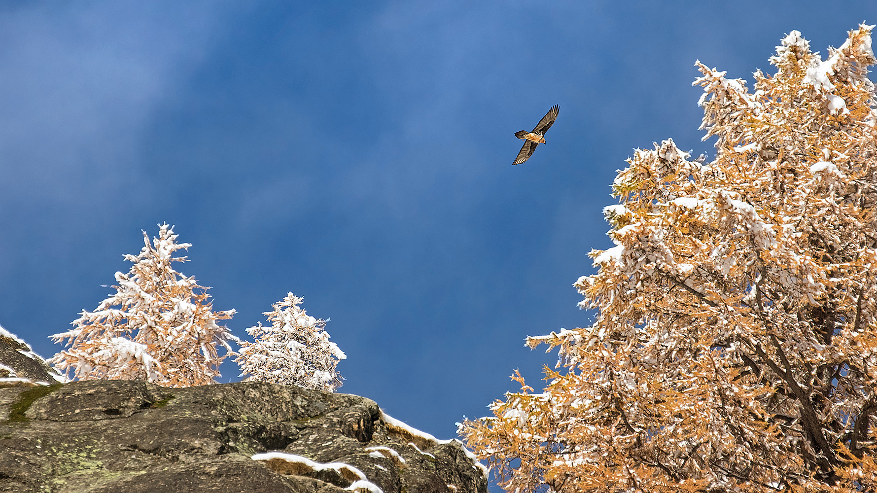 first snow and bearded vulture
