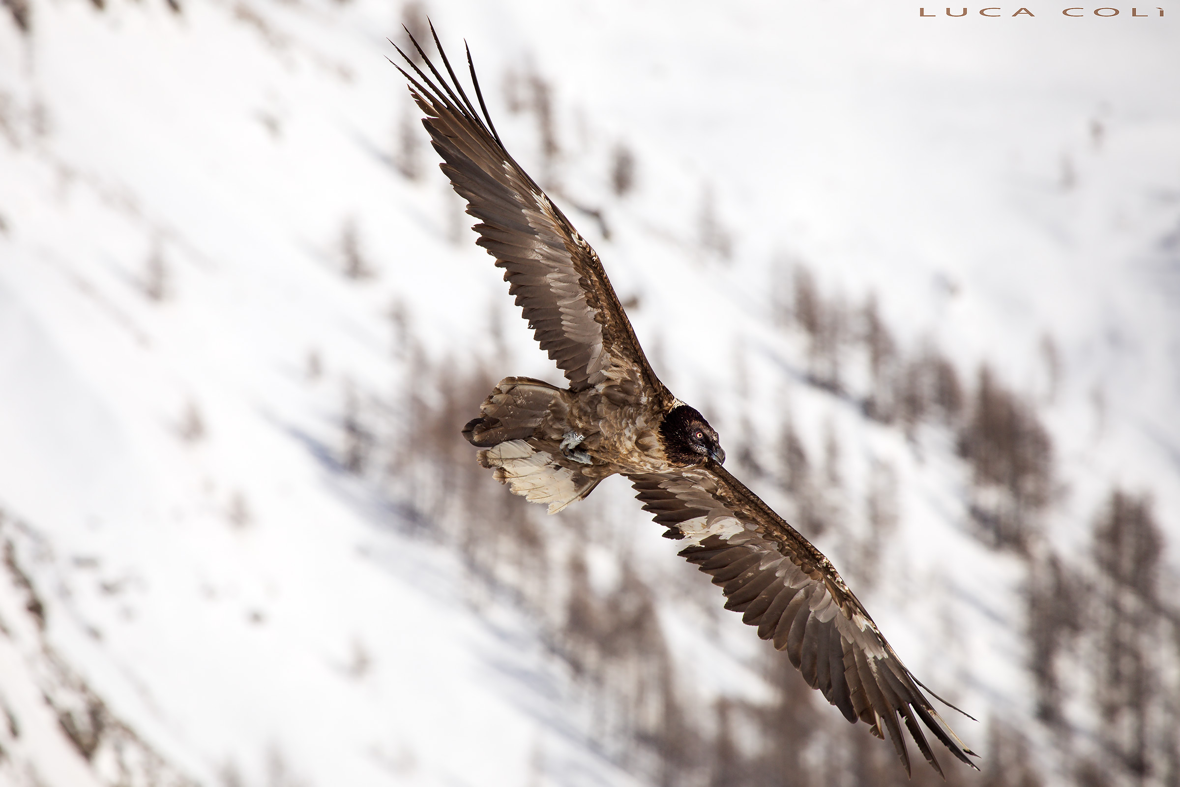 Bearded Vulture
