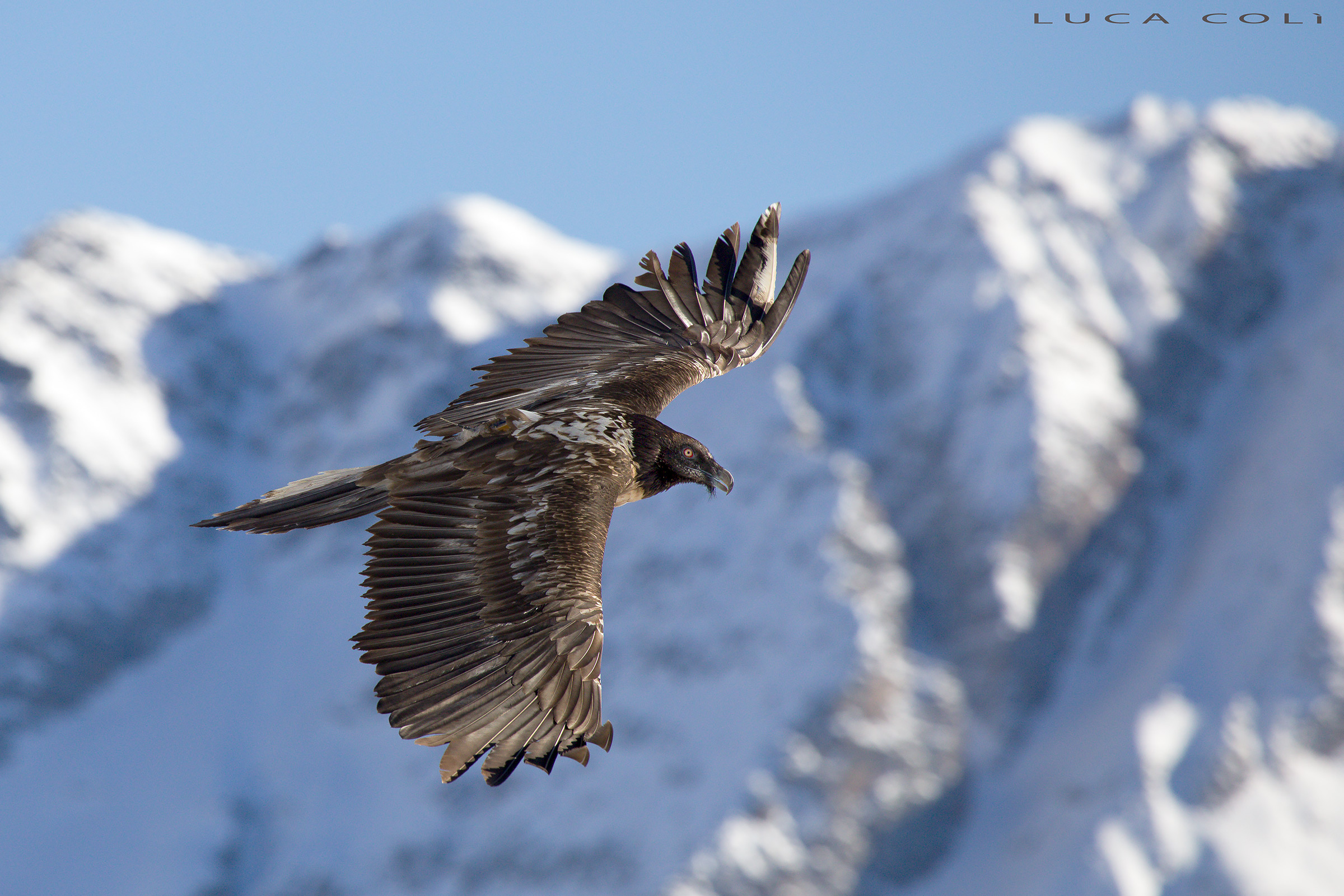 Bearded Vulture