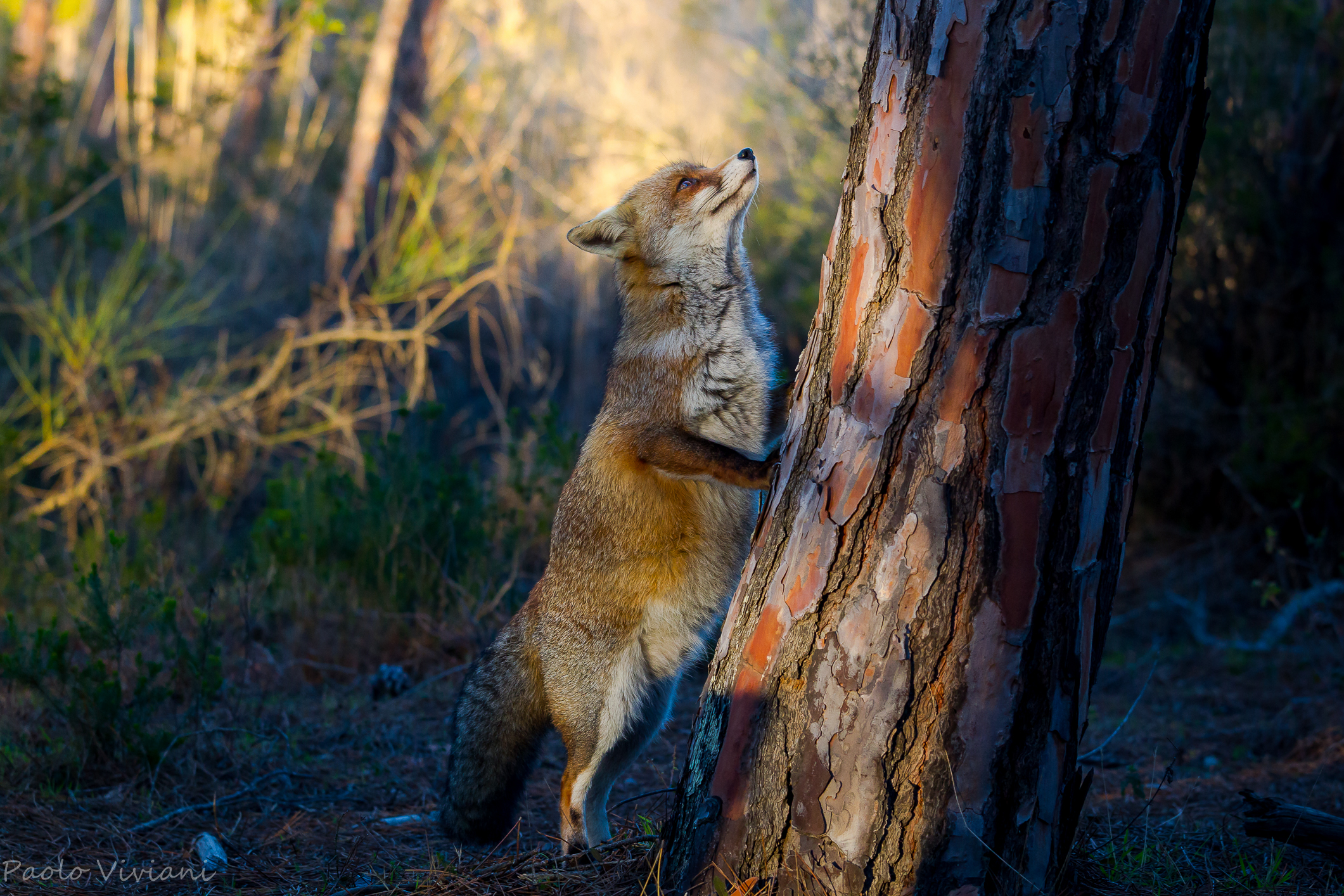 The fox in the woods