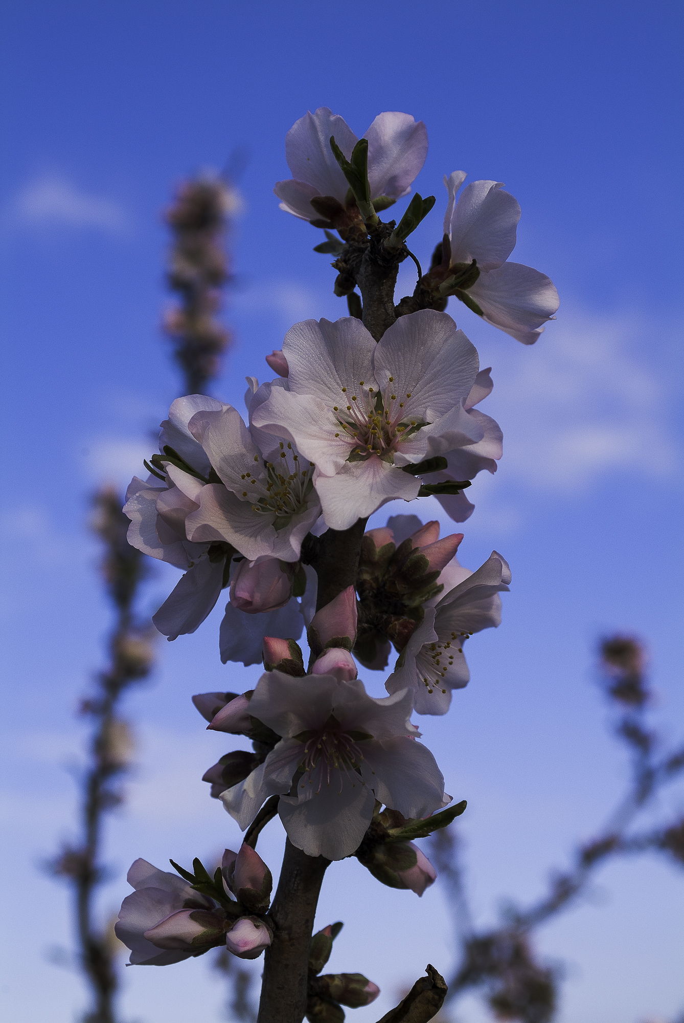 Here is the Spring that arrives in Salento.