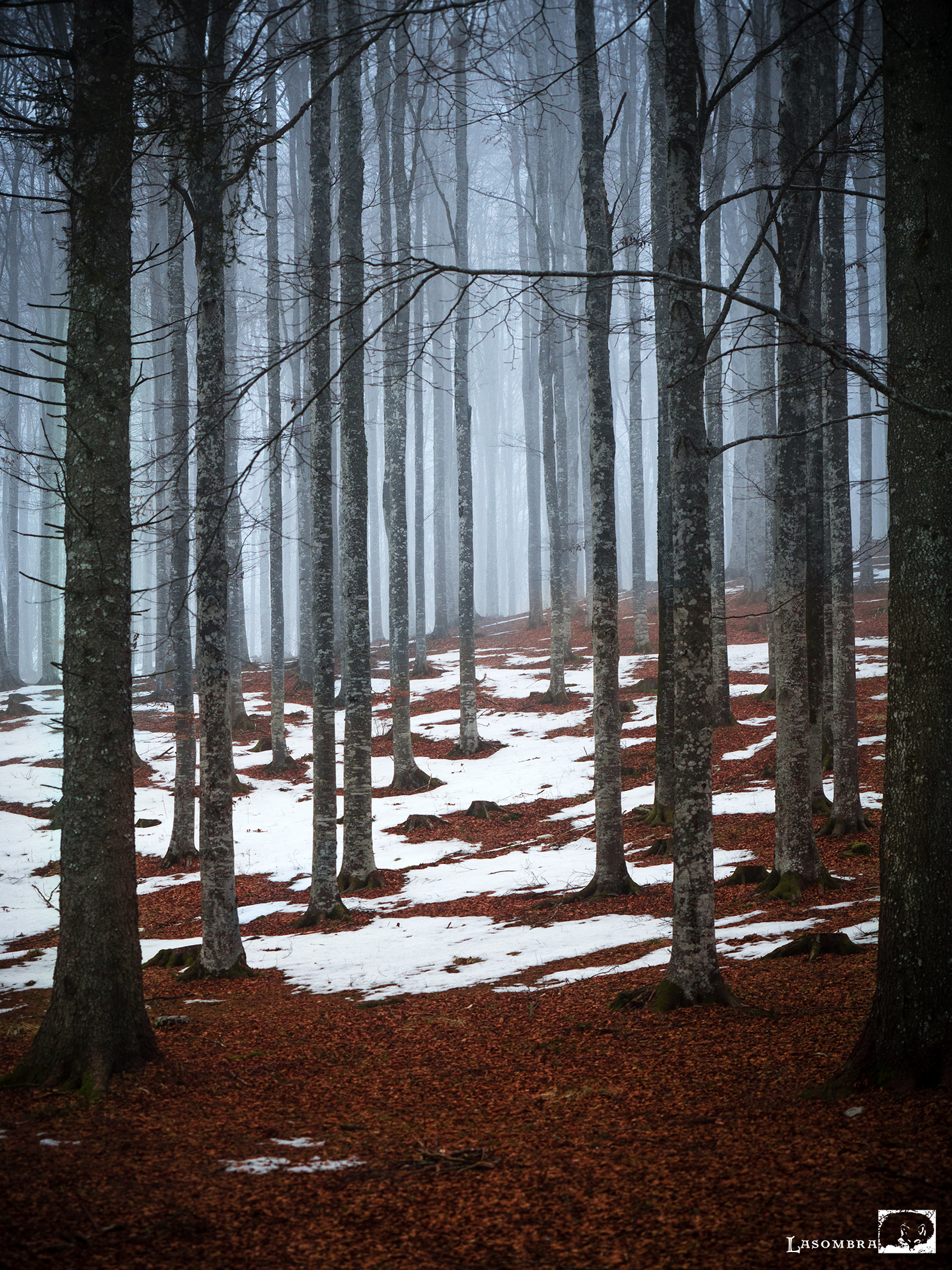 Foresta del Cansiglio - Slopes of Mount Pizzoc
