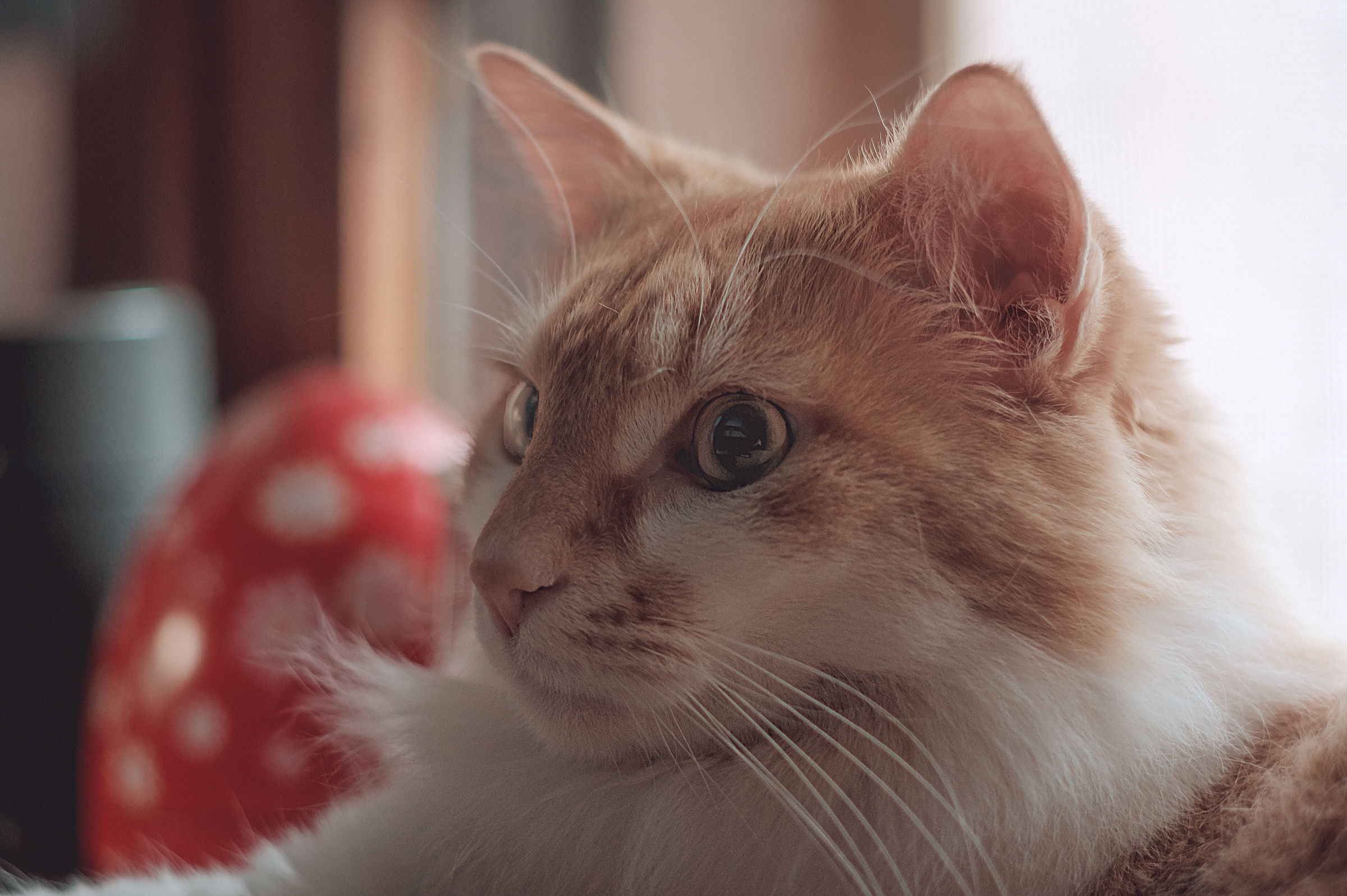 Gattonte heads the K3 II