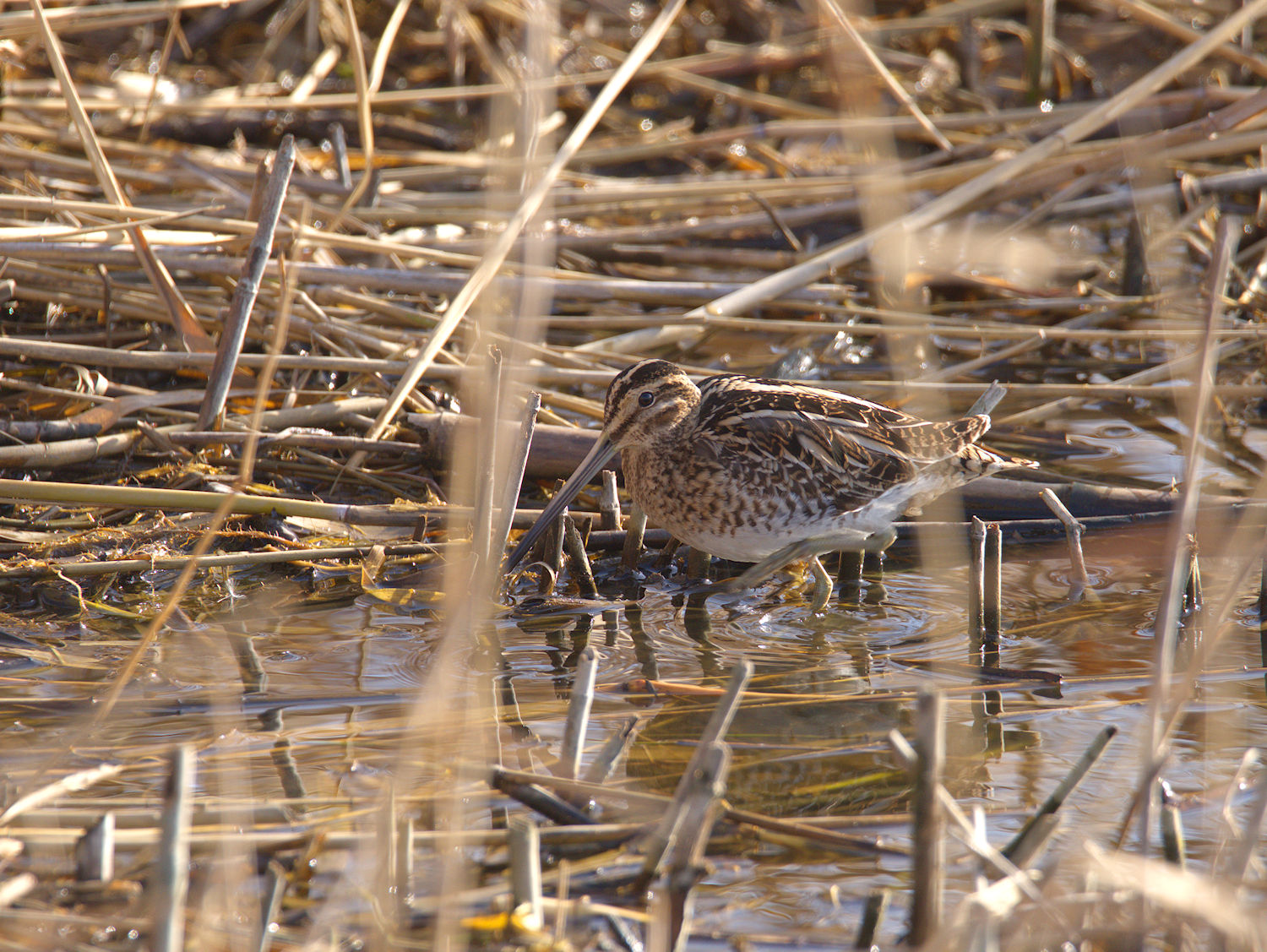 Snipe
