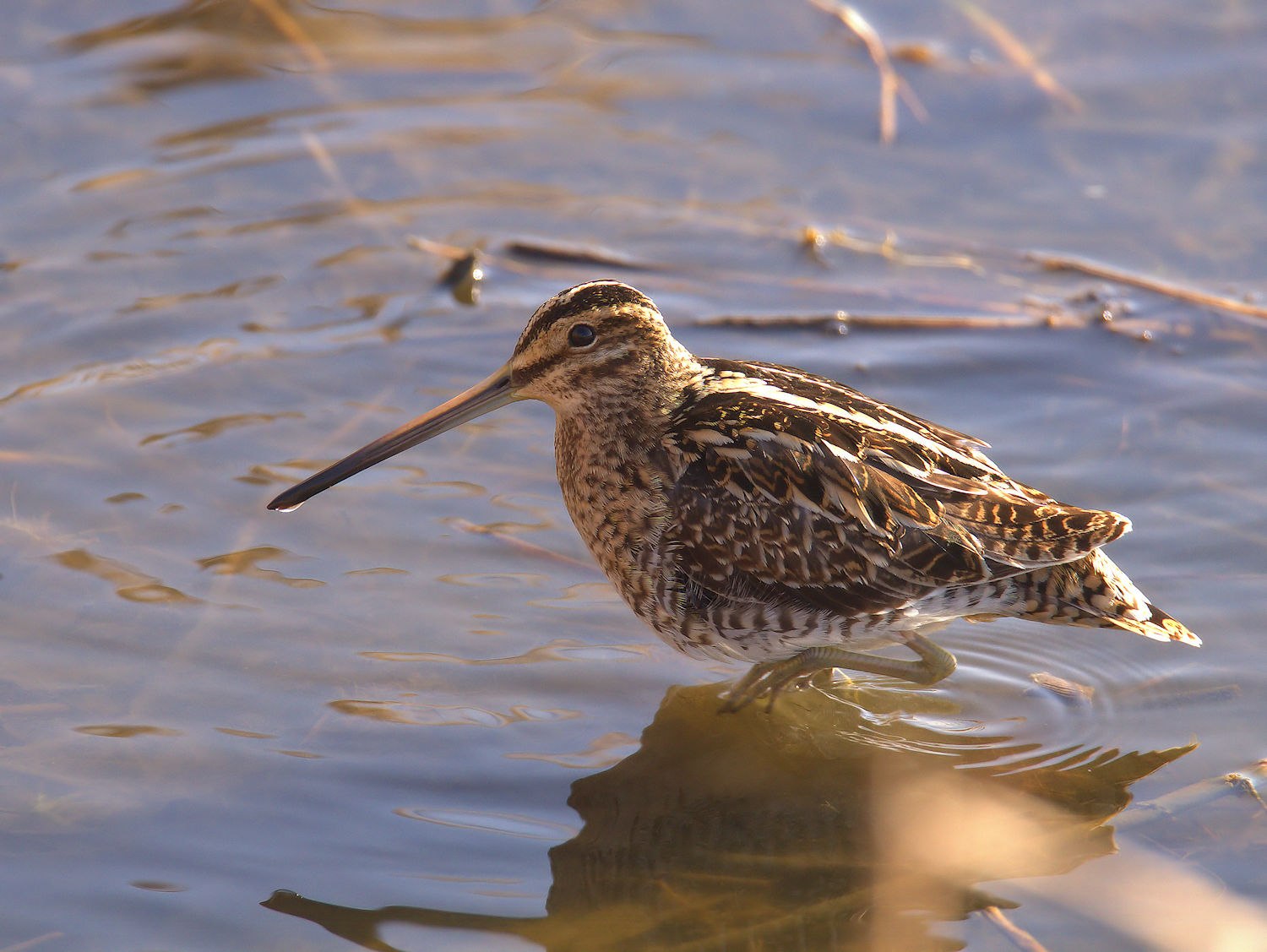 Snipe