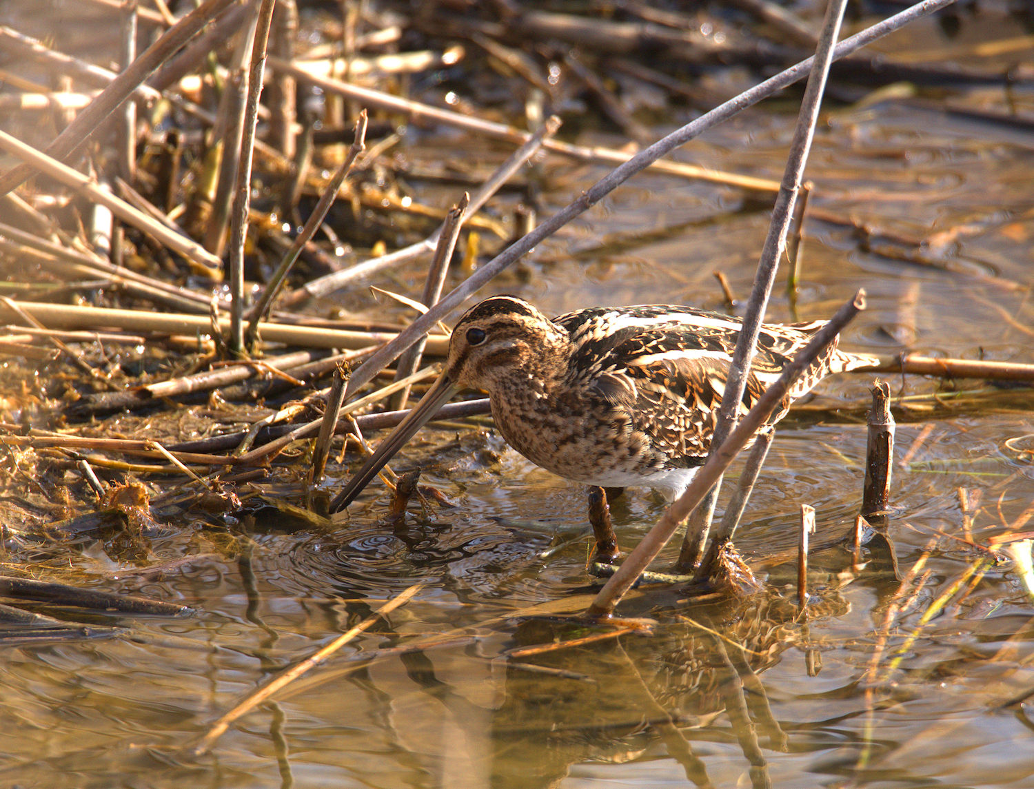 Snipe
