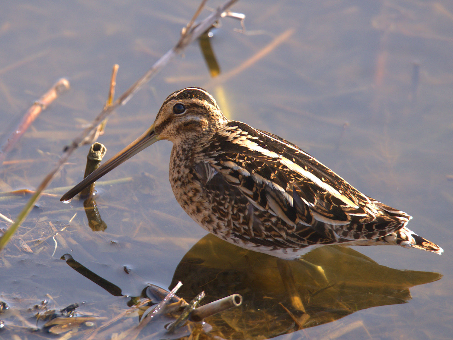 Snipe