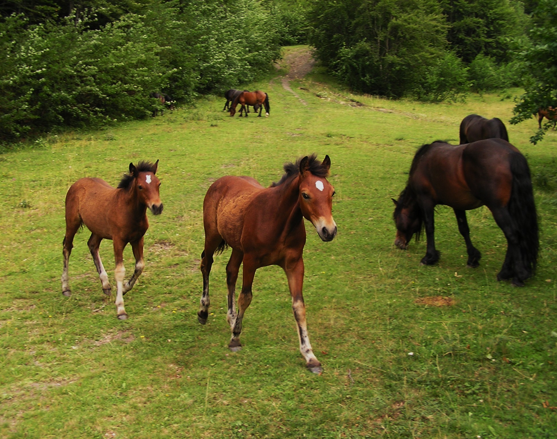 Horses .... in the wild