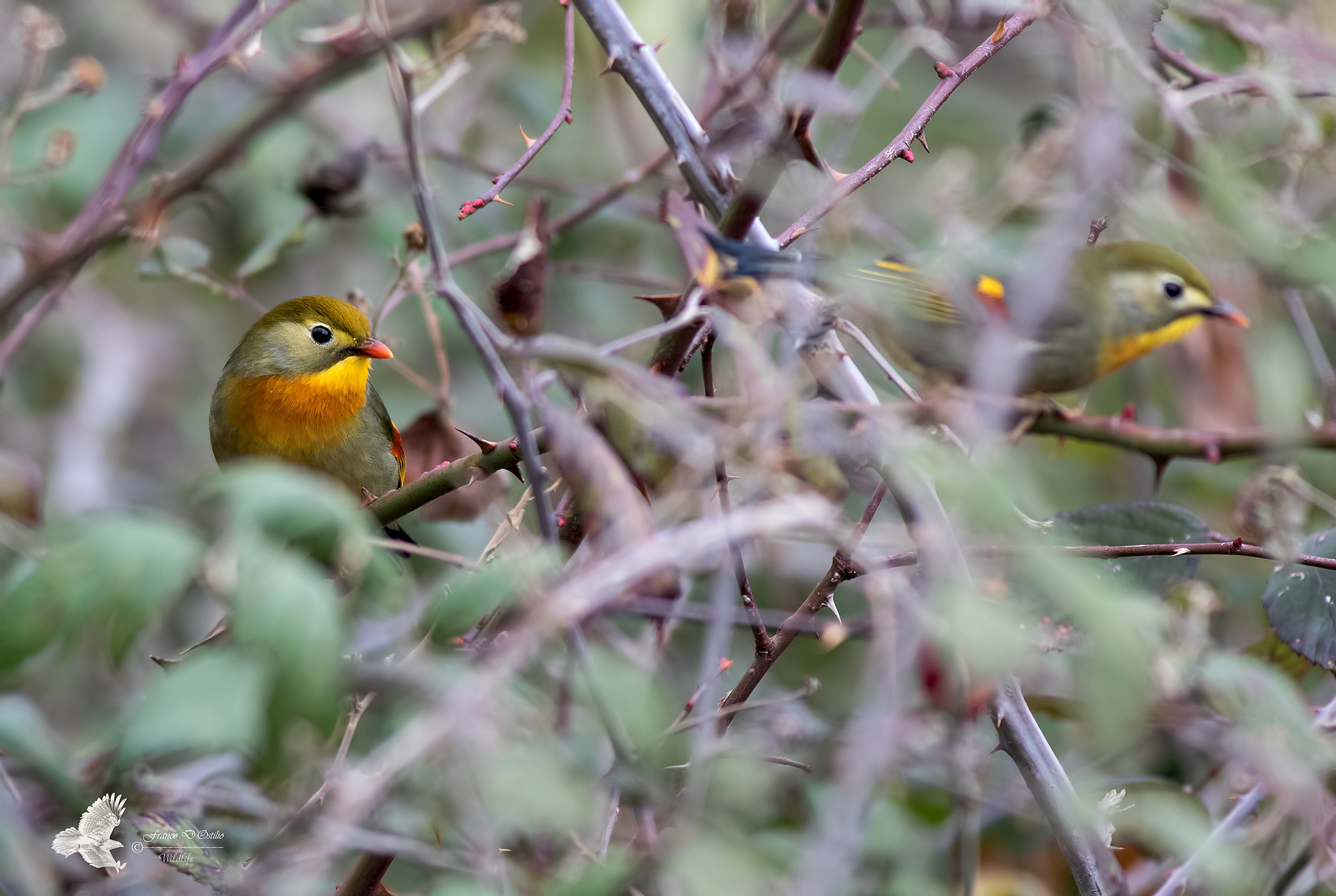 Nightingale of Japan