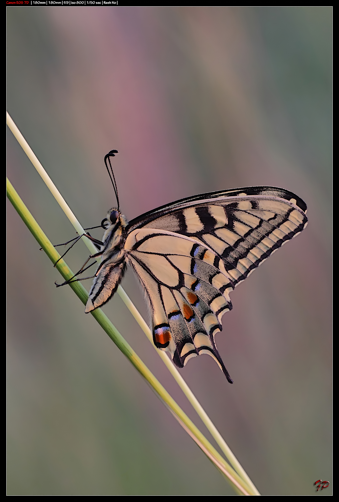 Machaon