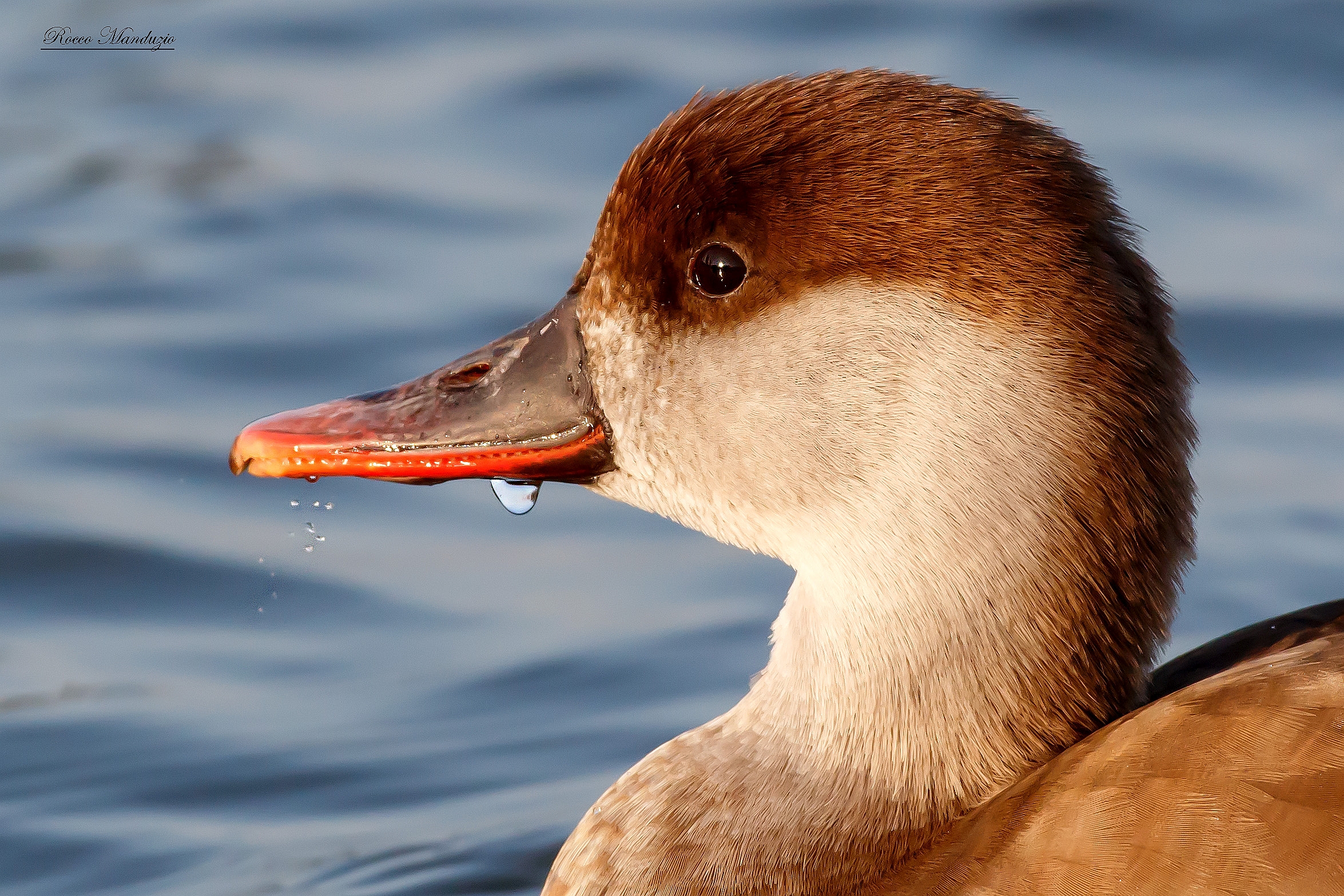 Portrait of Female Redhead Pochard.