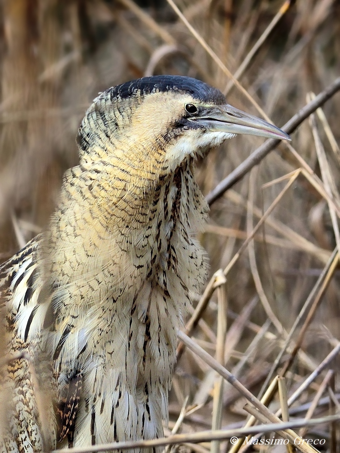 Bittern (Botaurus stellaris)