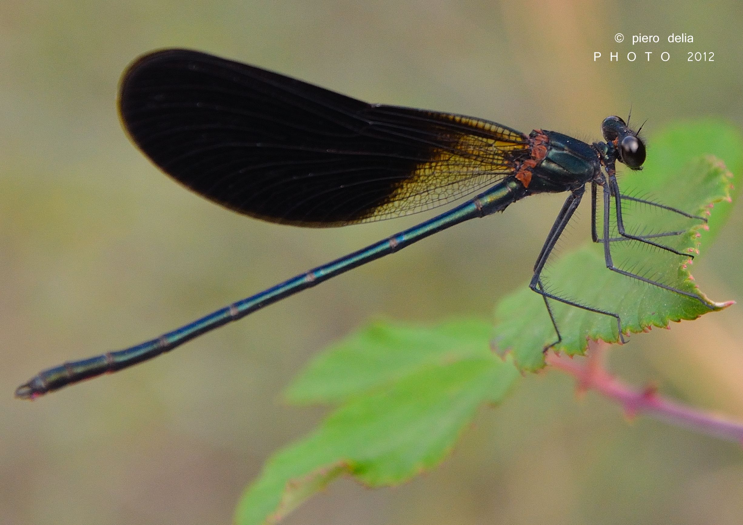Dragonfly Calopteryx splendens