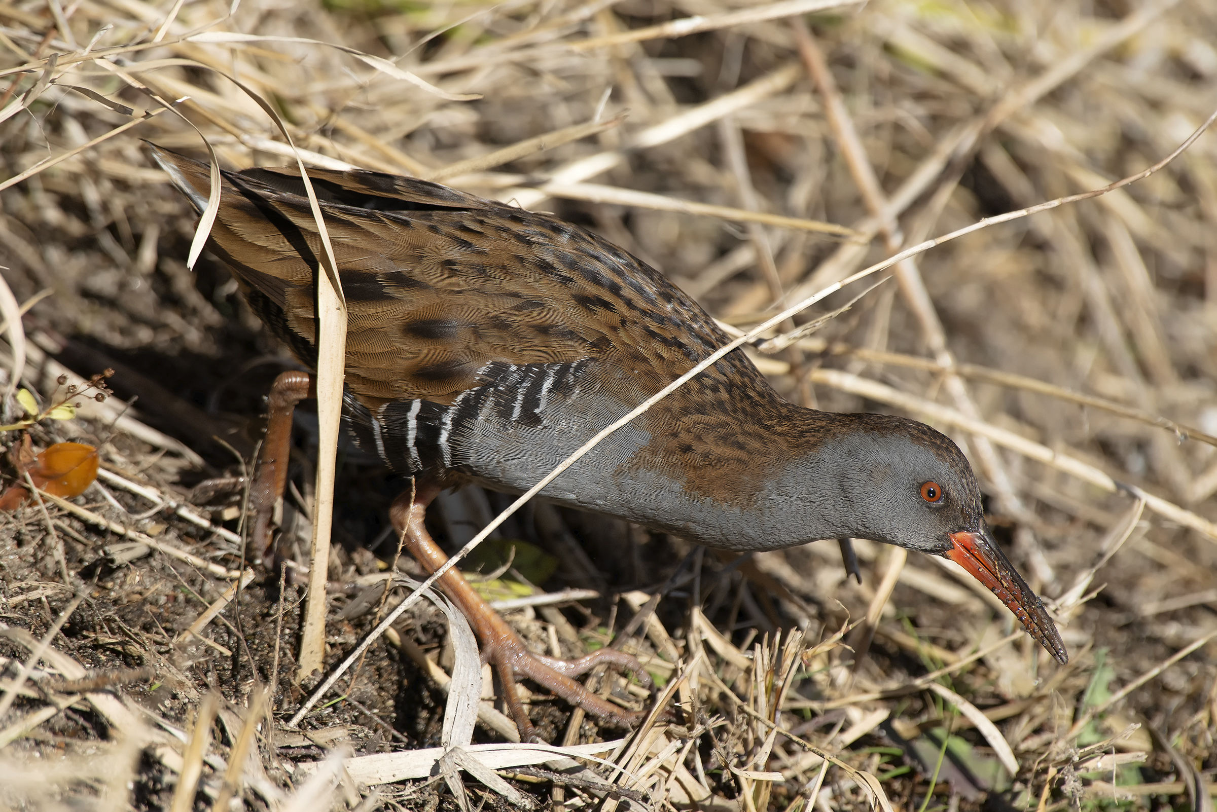 Porciglione al "passo del Leopardo"