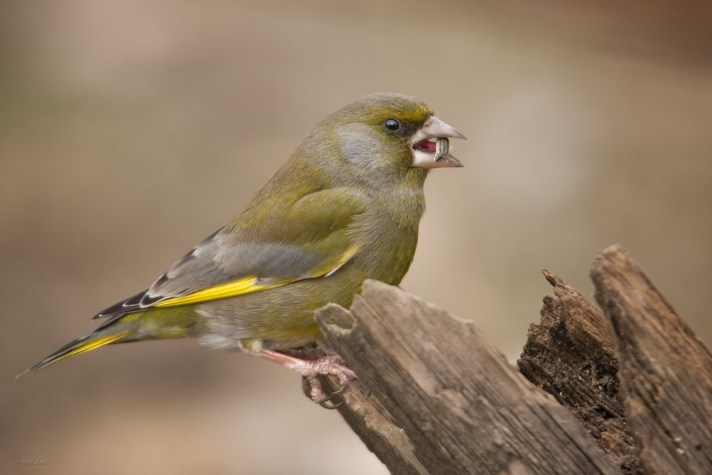 greenfinch