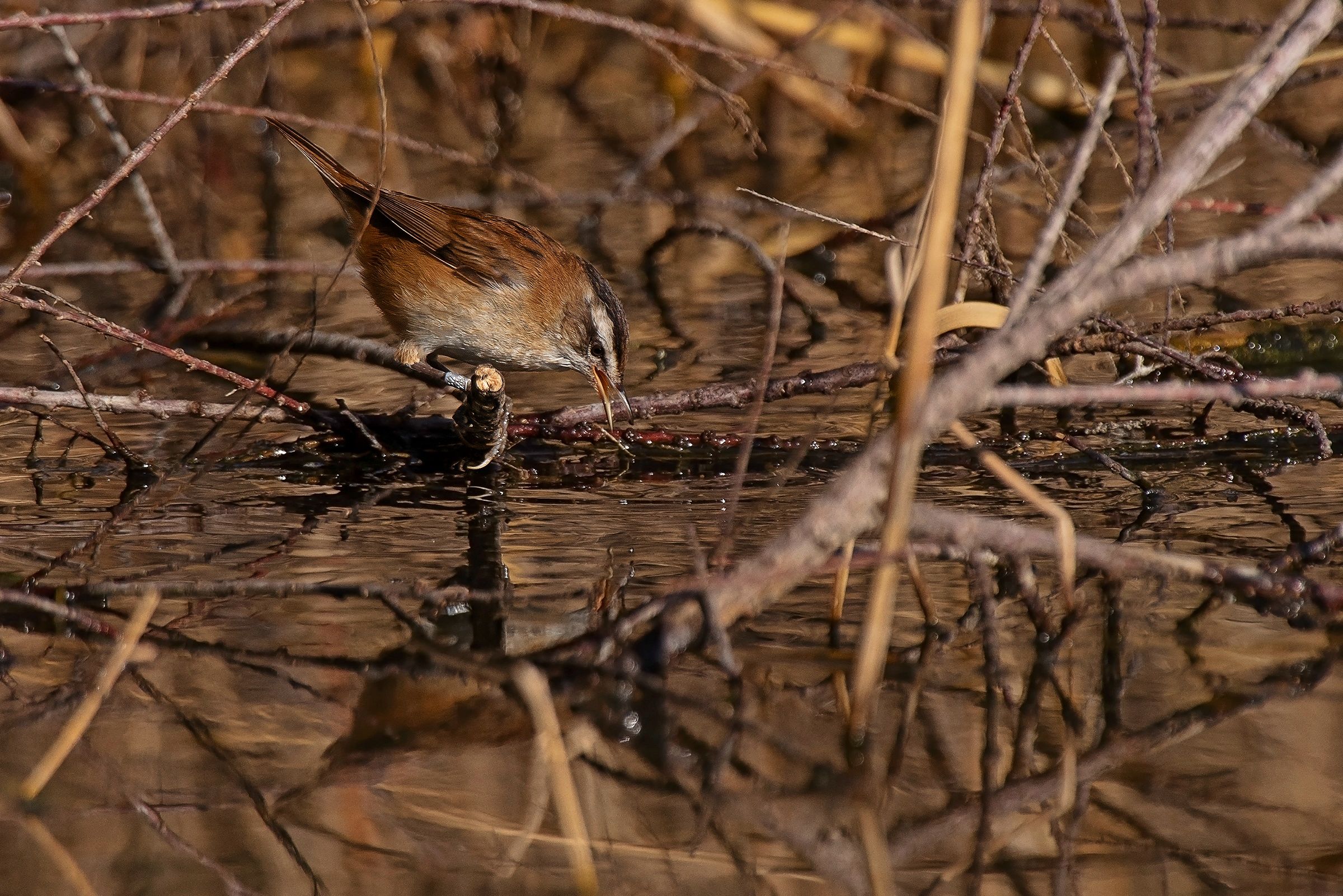 Forapaglie castagnolo