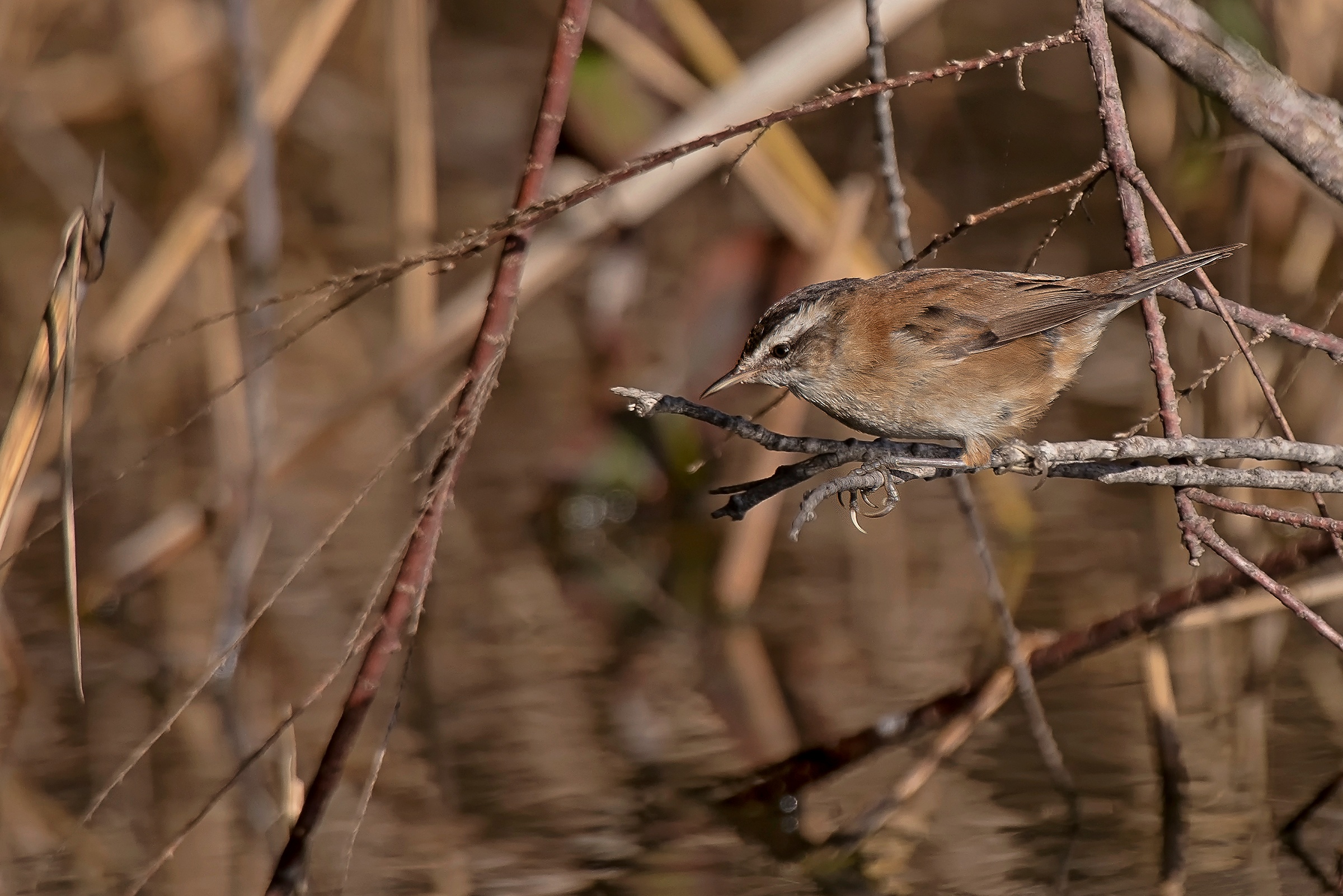 Forapaglie castagnolo