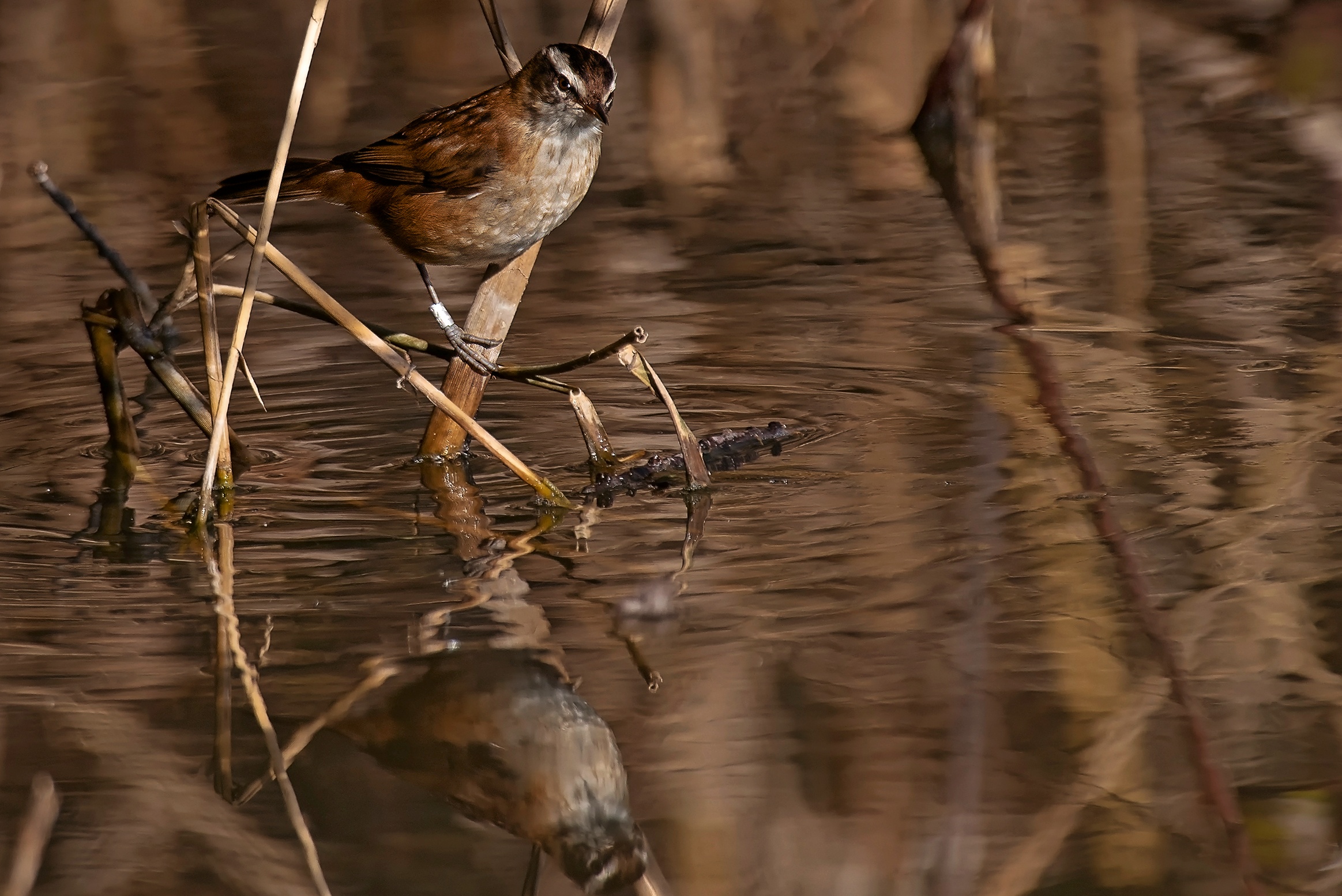 Forapaglie castagnolo
