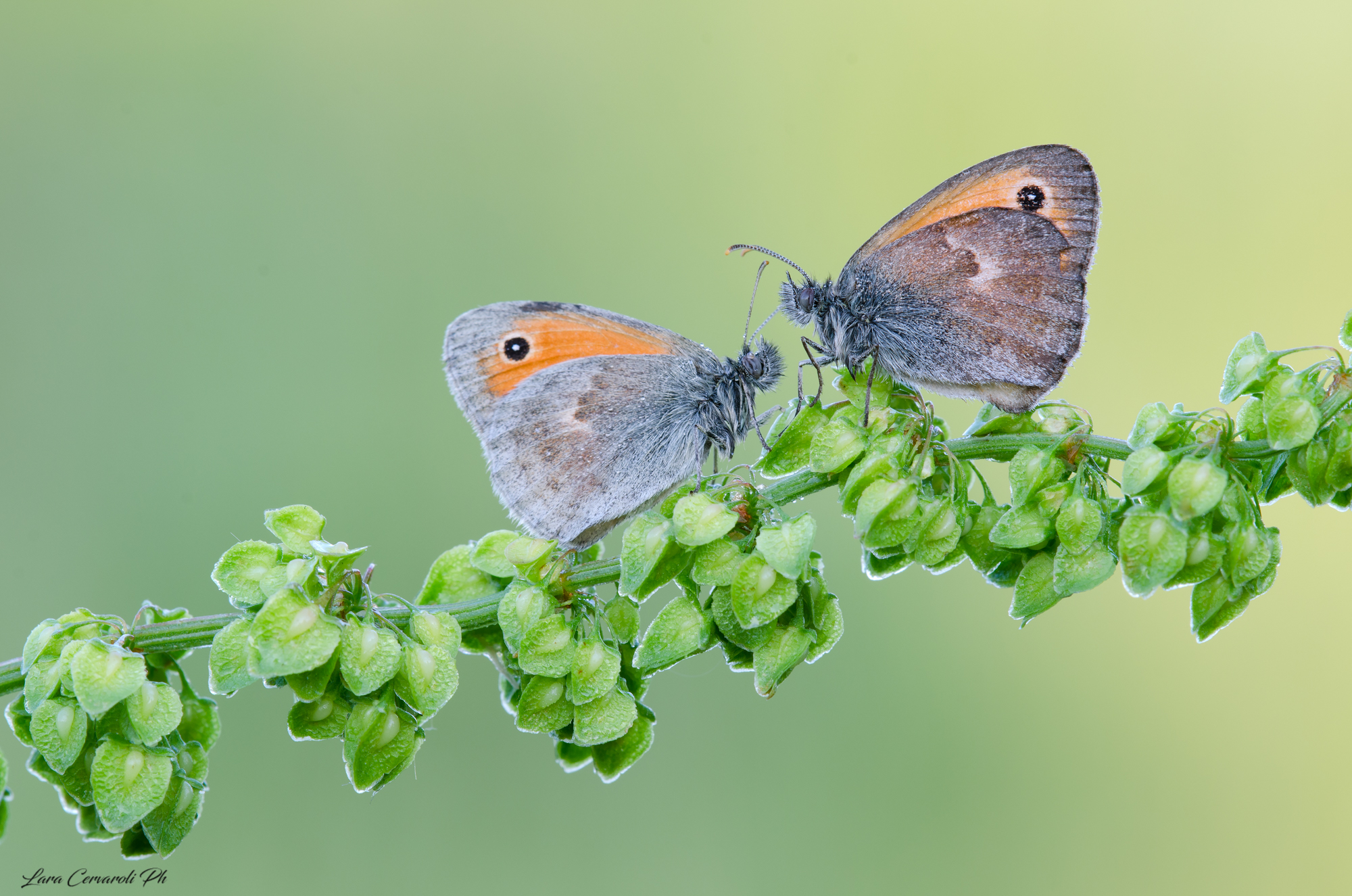 Coenonympha 1