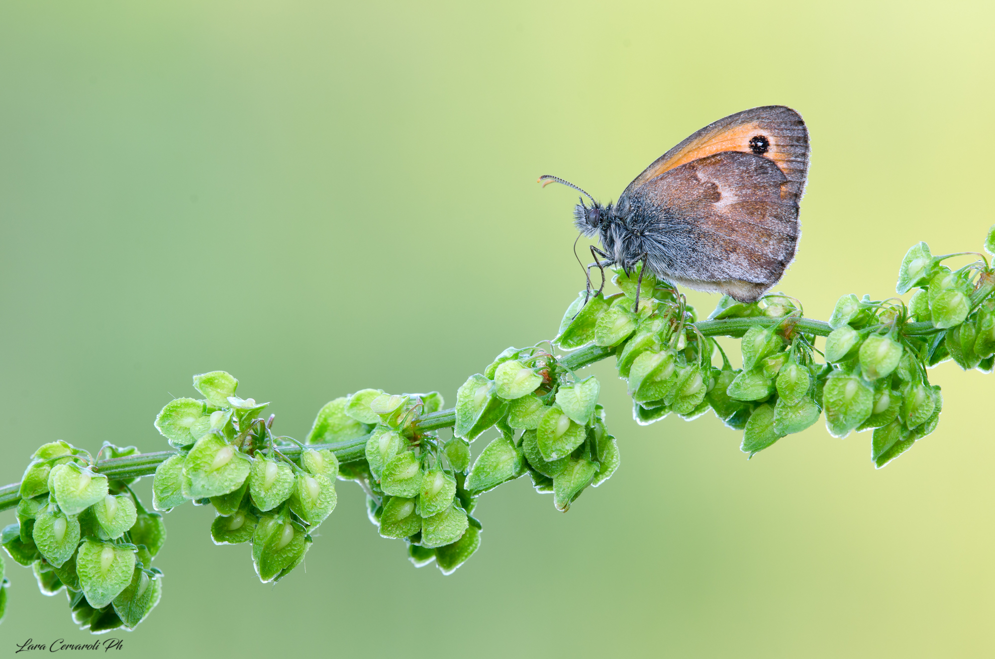 Coenonympha 2