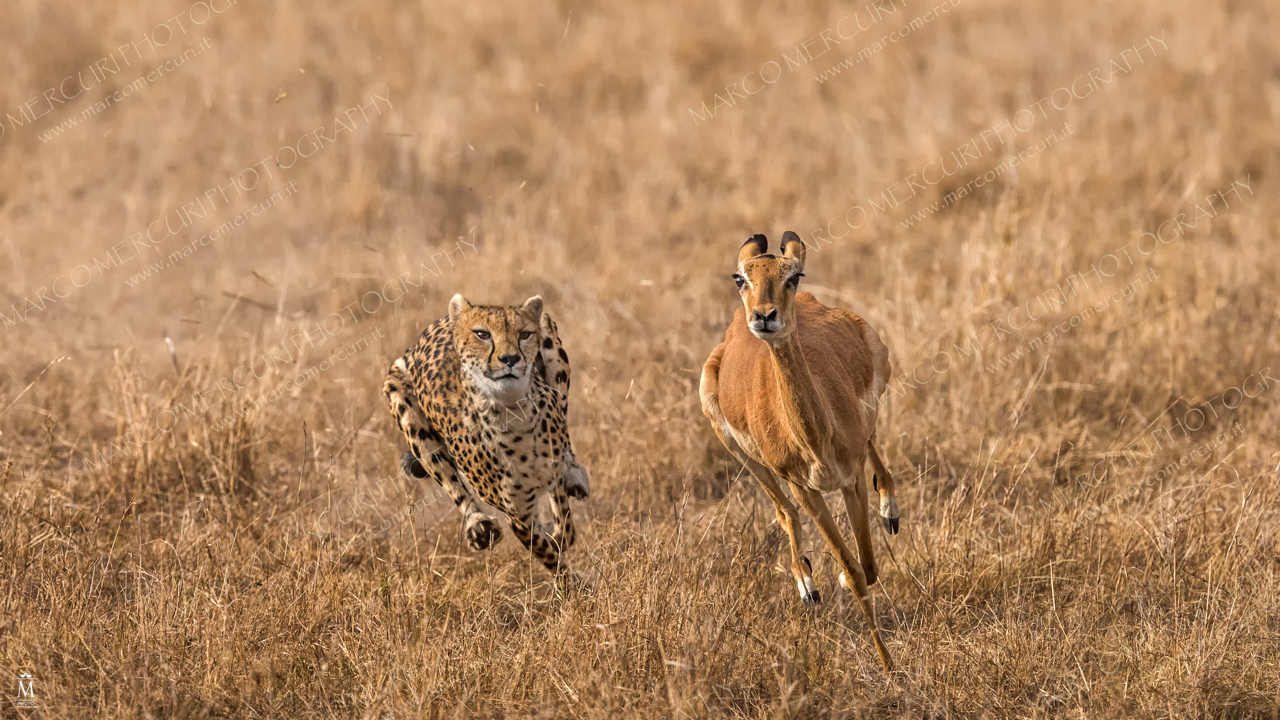 Malaika, una cacciatrice indomabile