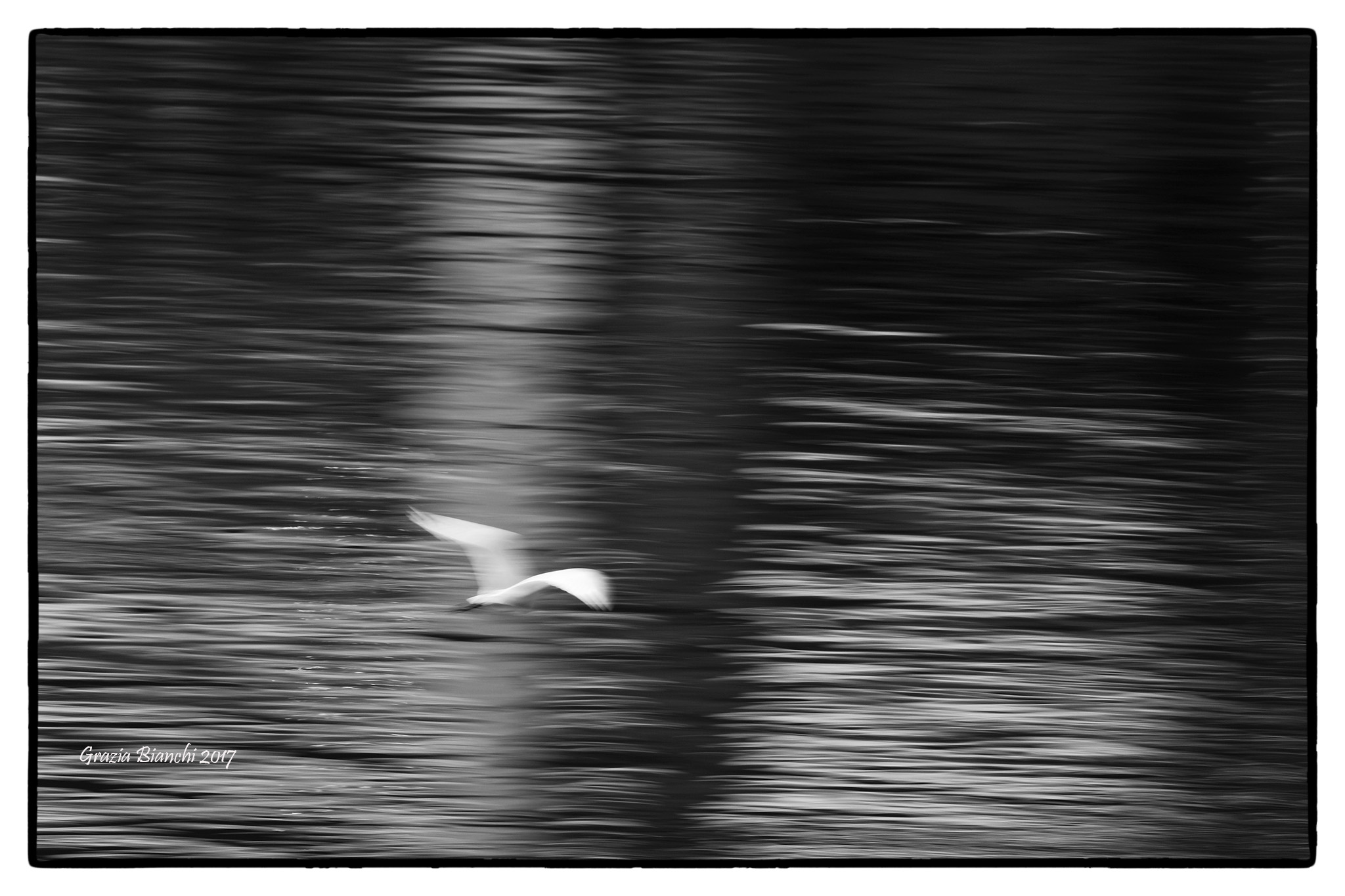 Egret in movement