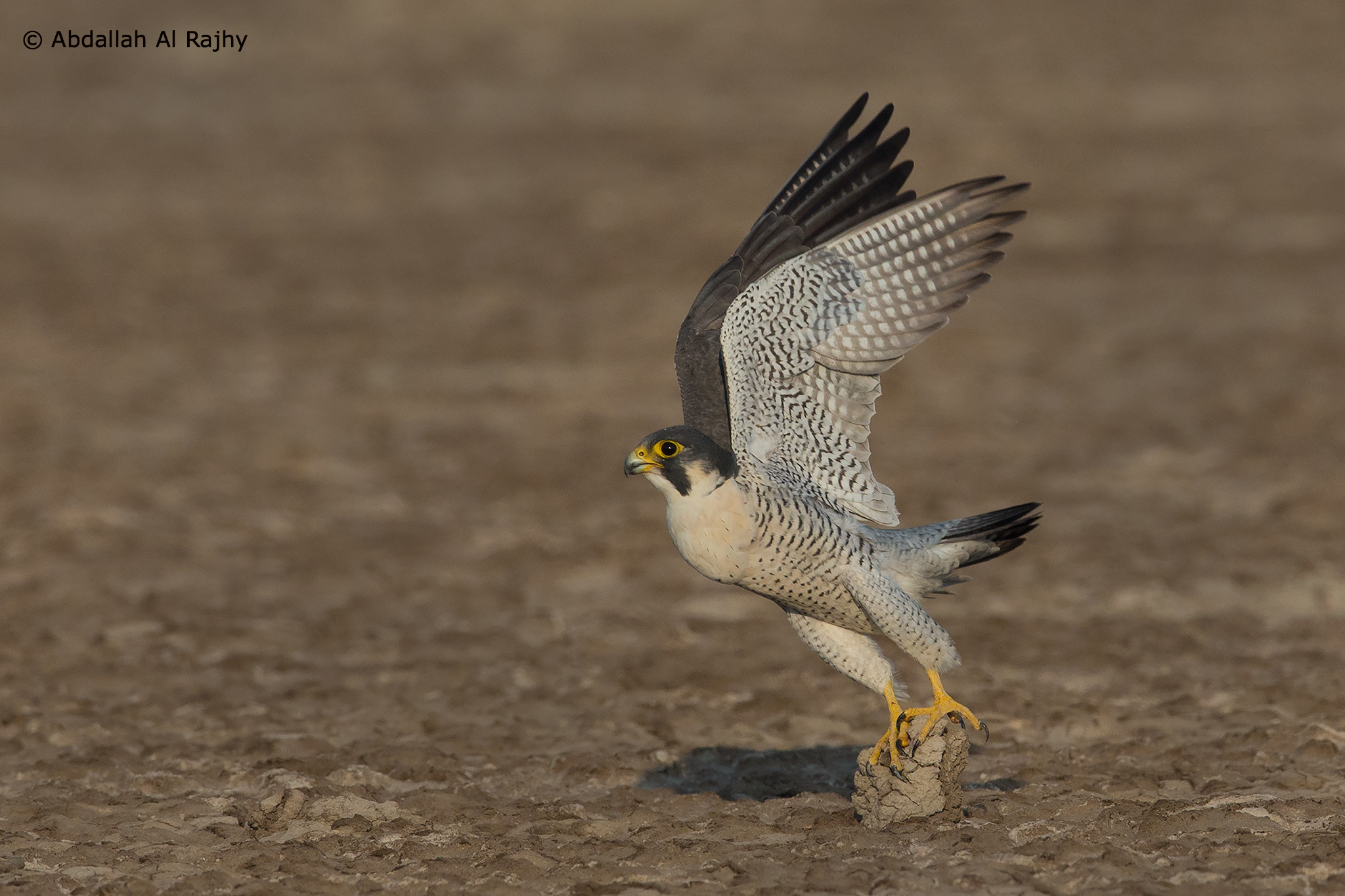 Peregrine