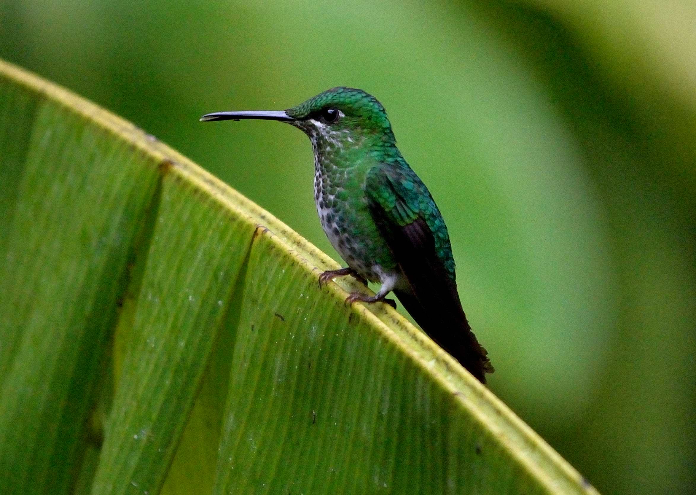 un colibrì verde-viola