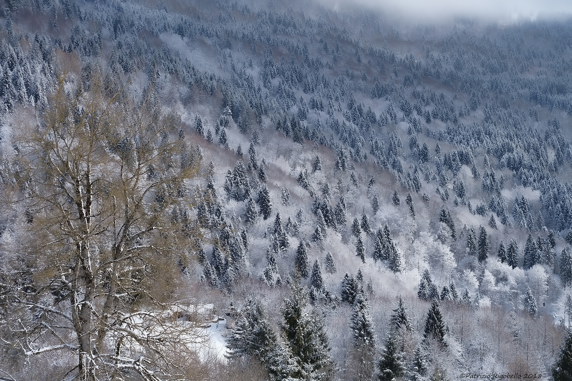 Alberi sotto la neve