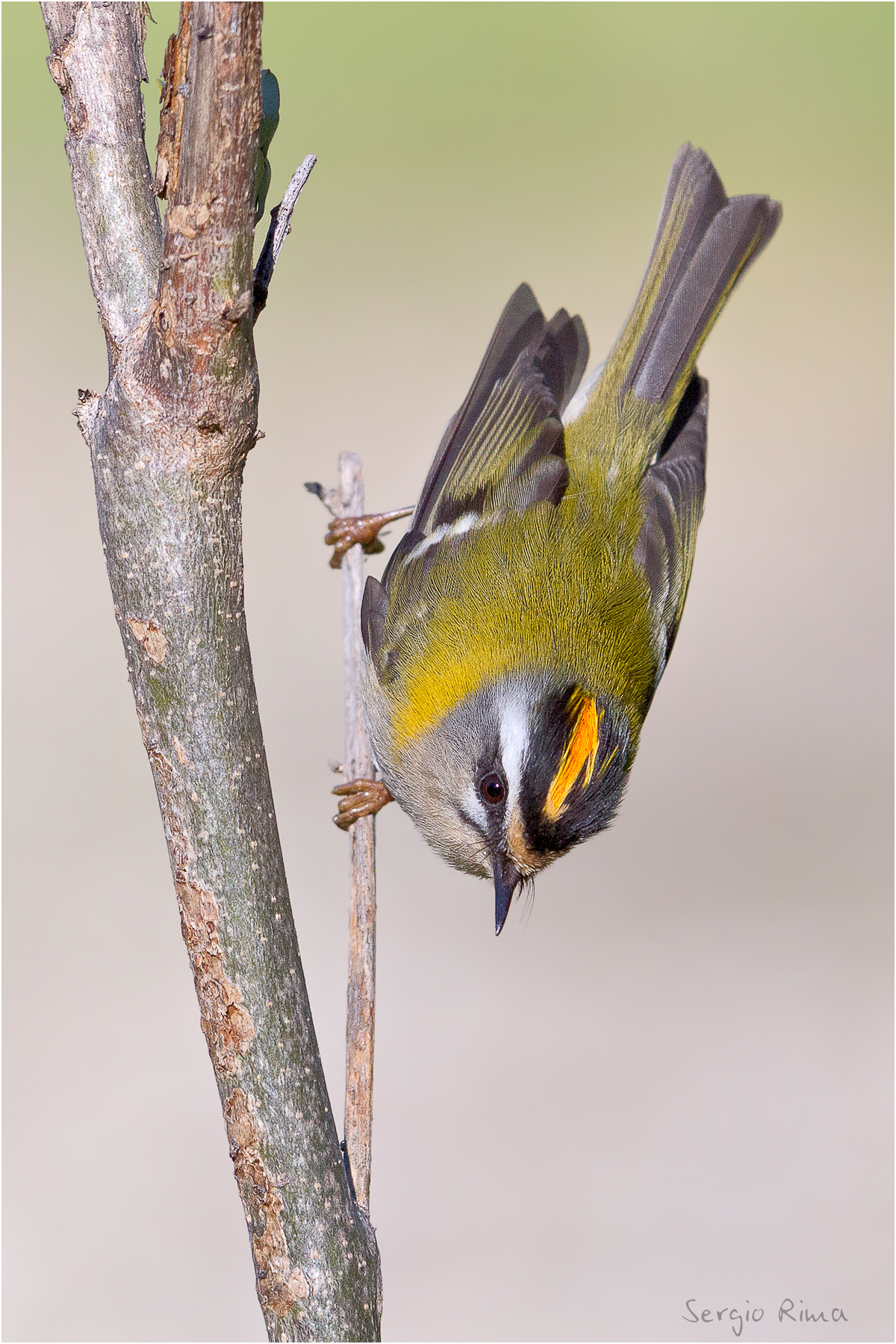 Firecrest