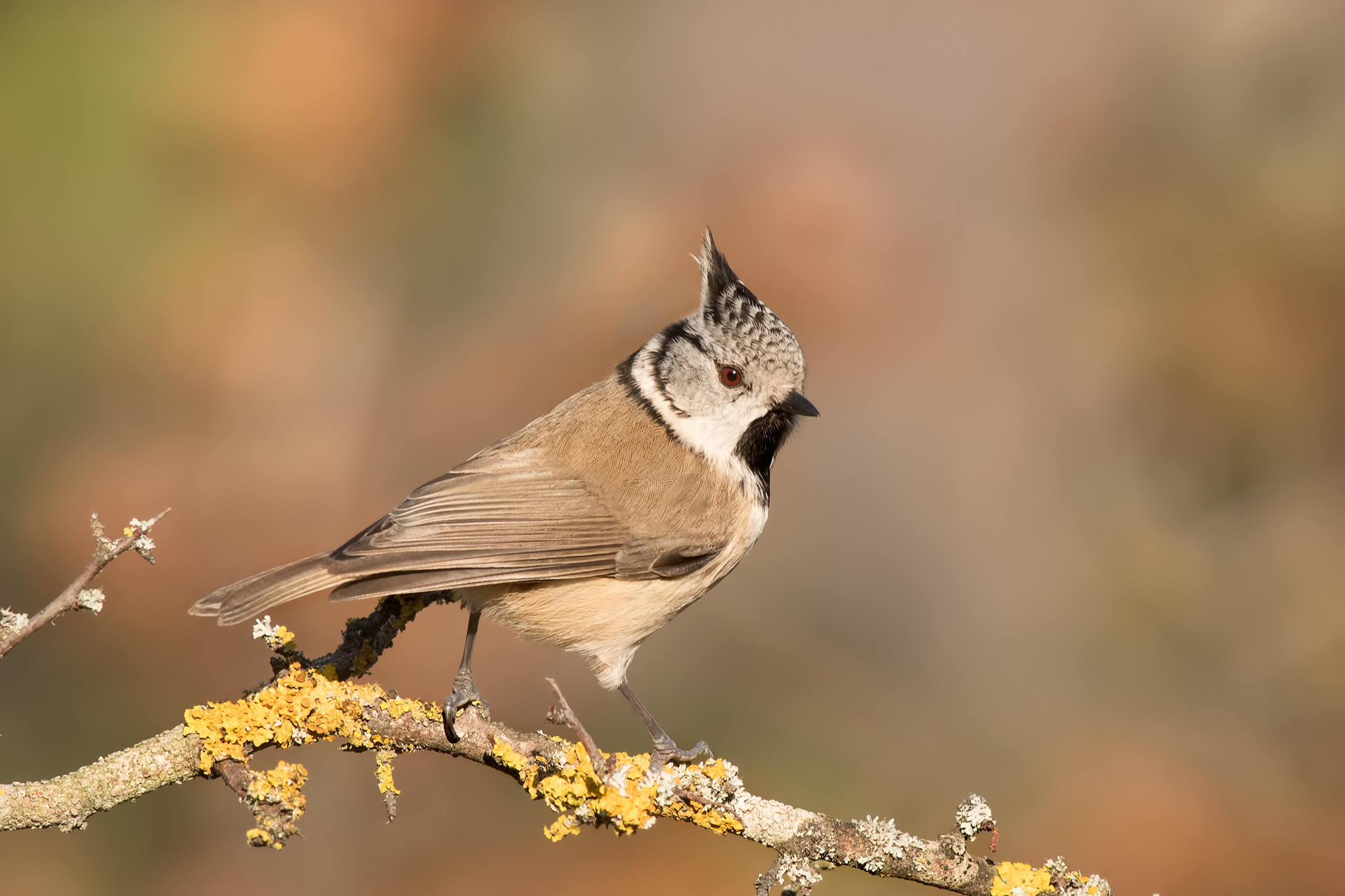 Crested tit