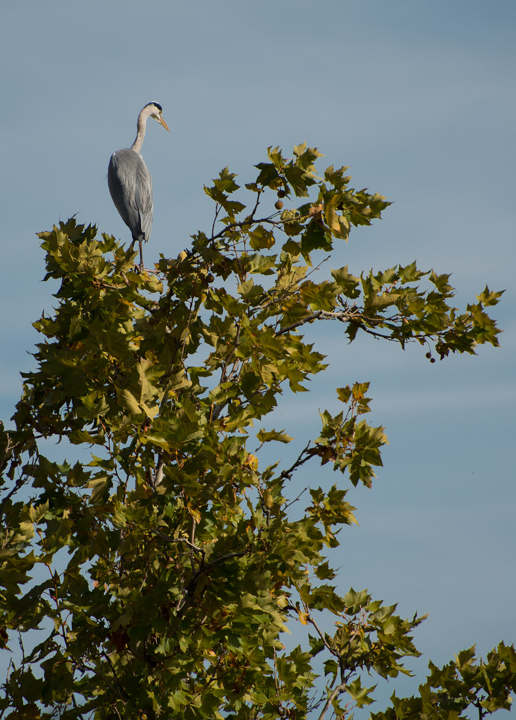 Grey Heron