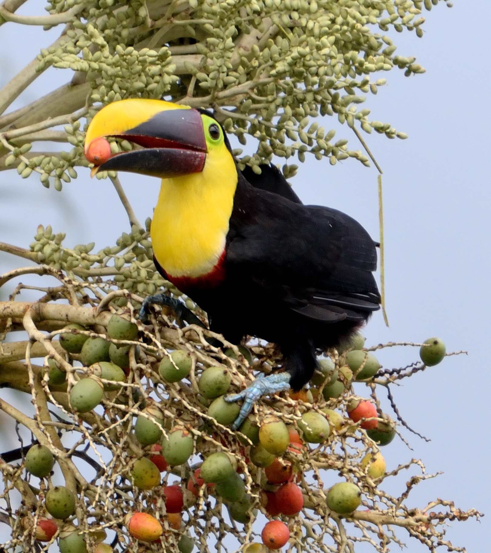 Un tucano che inghiotte una bacca