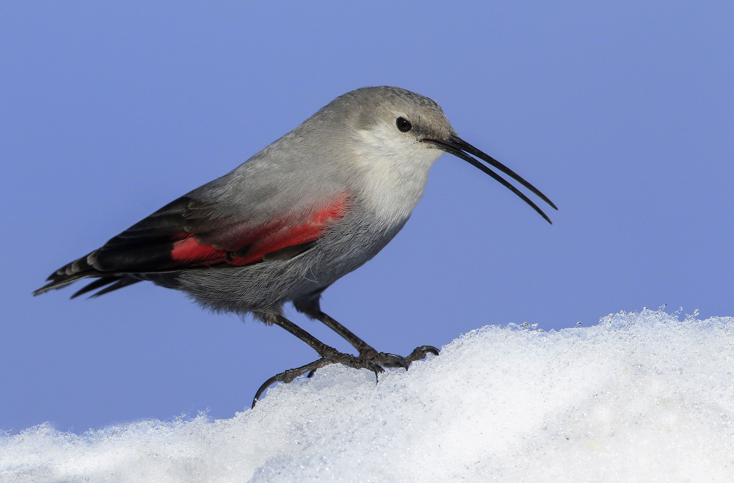 wallcreeper close-up on the snow
