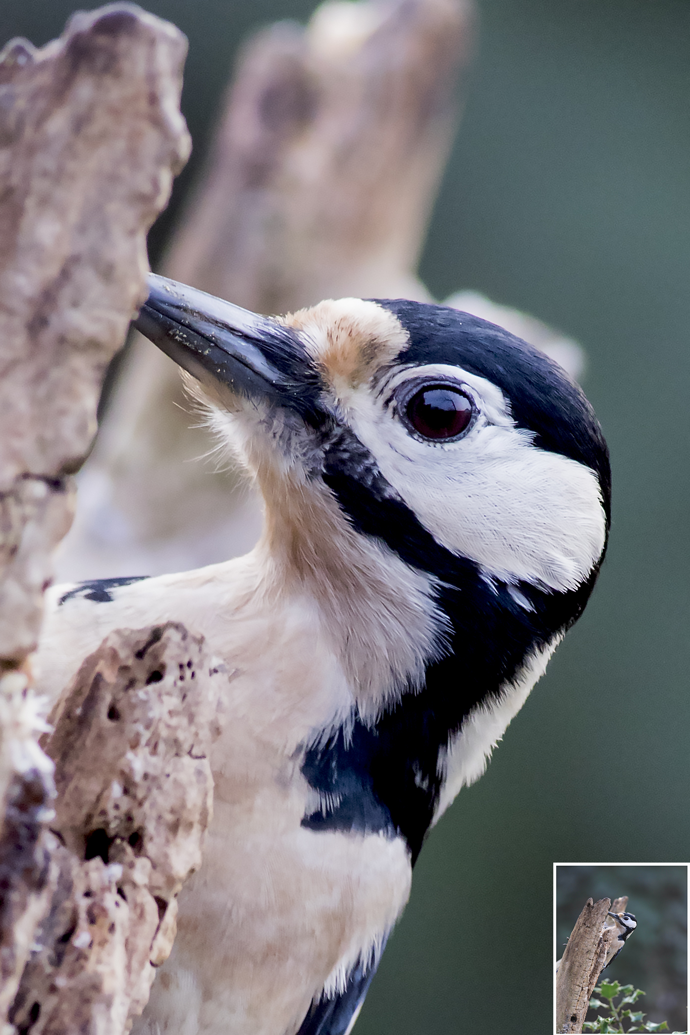 crop test woodpecker