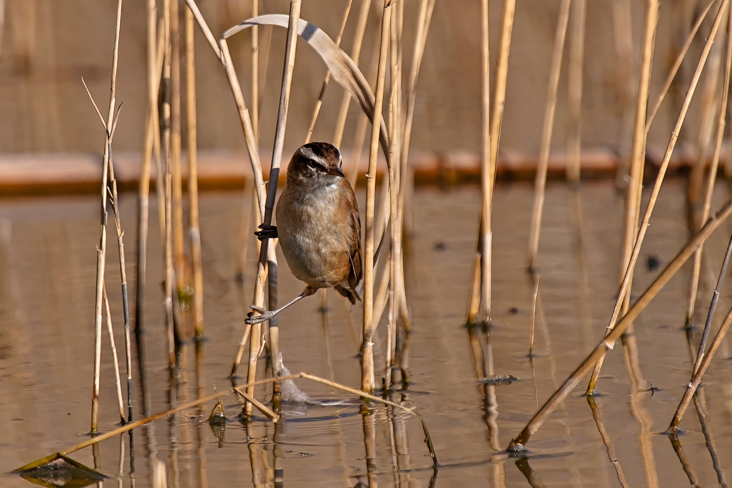 Forapaglie castagnolo