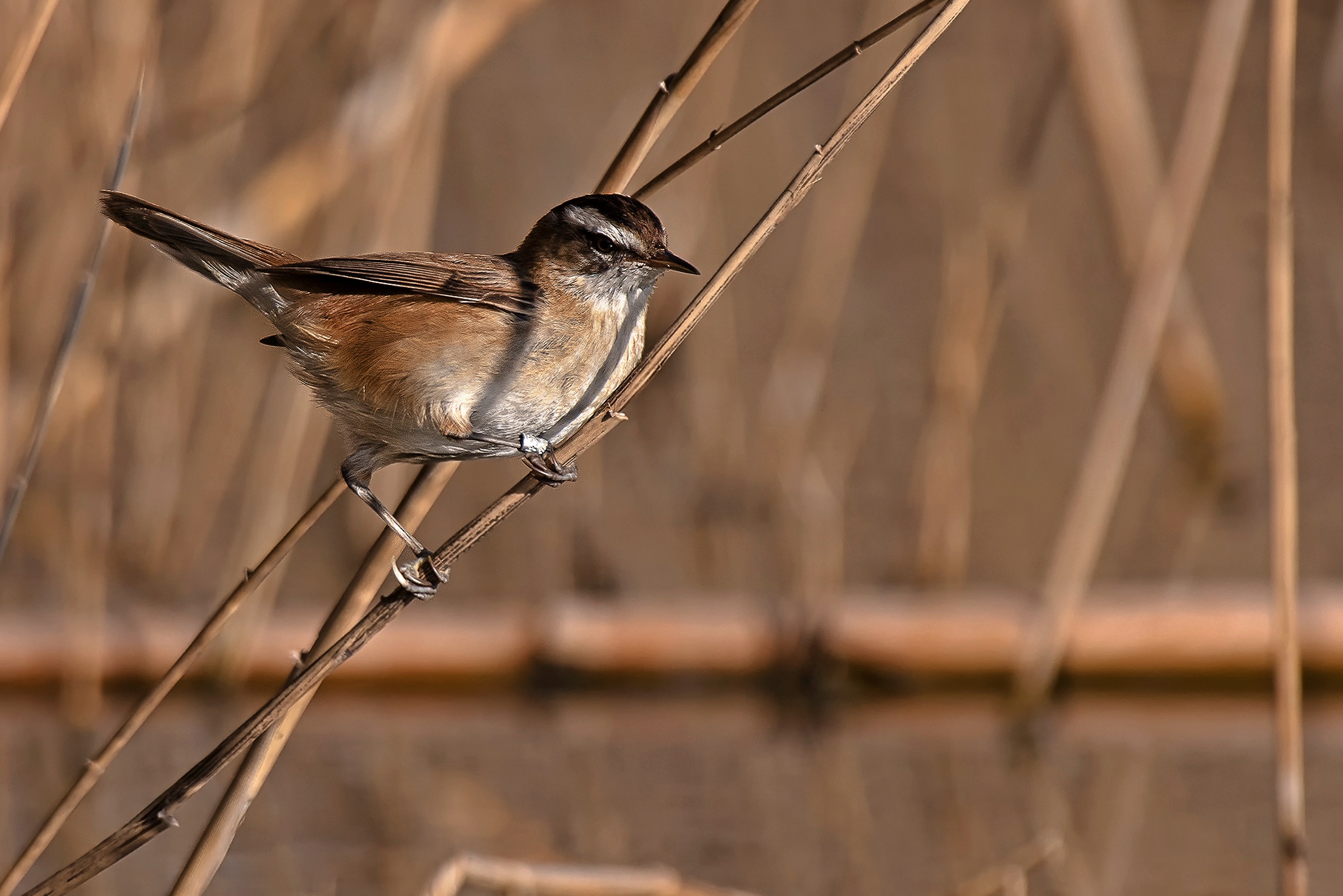 Forapaglie castagnolo